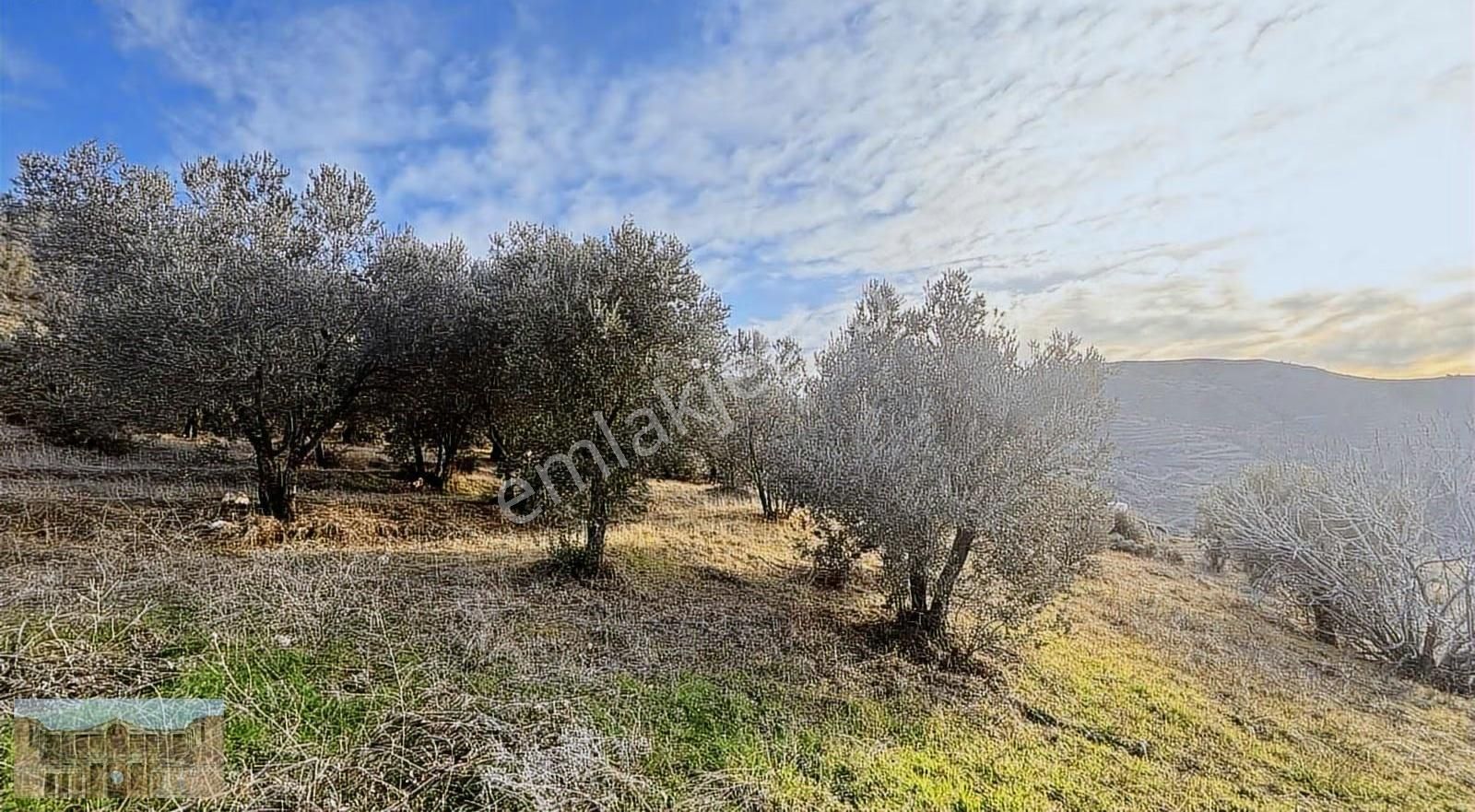 Doğa Ve Şehir Manzaralı Satılık Zeytinlik!!