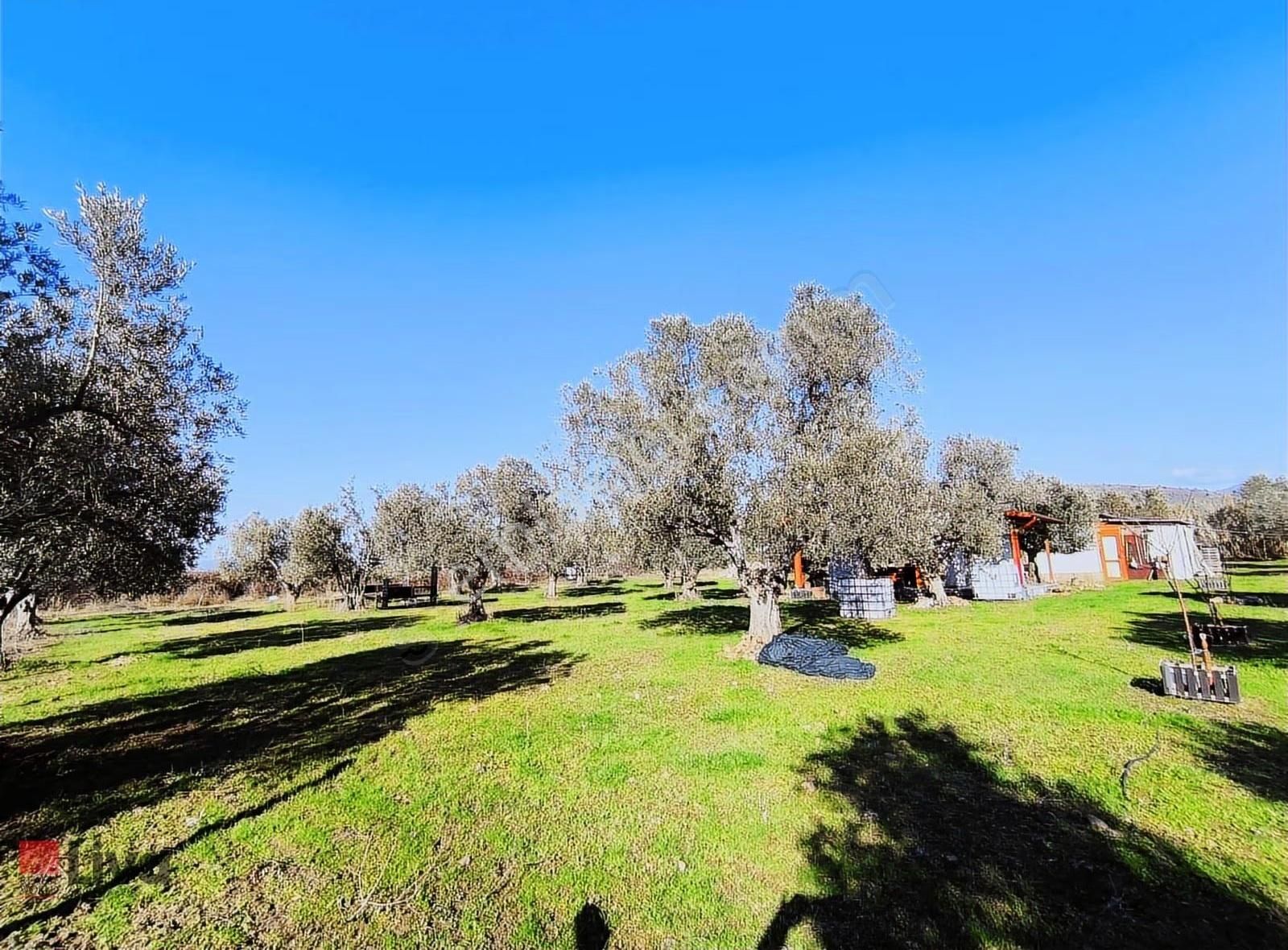 Rw Livadan Dikili Kabakum 4 Dönüm Zeytinlik & Hazır Yaşam Alanı - Görsel 25