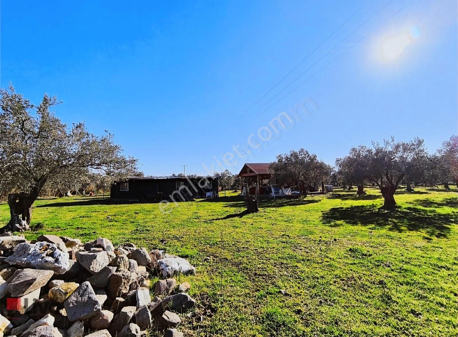 Rw Livadan Dikili Kabakum 4 Dönüm Zeytinlik & Hazır Yaşam Alanı - Görsel 10