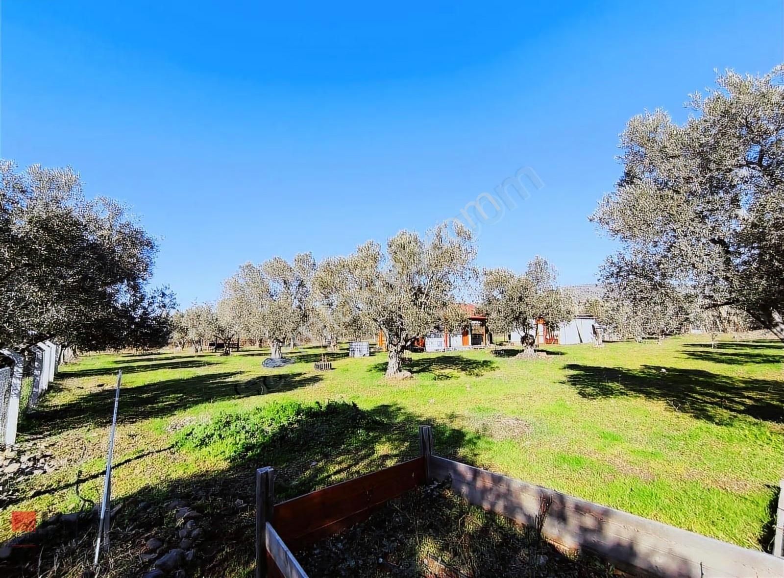 Rw Livadan Dikili Kabakum 4 Dönüm Zeytinlik & Hazır Yaşam Alanı - Görsel 30