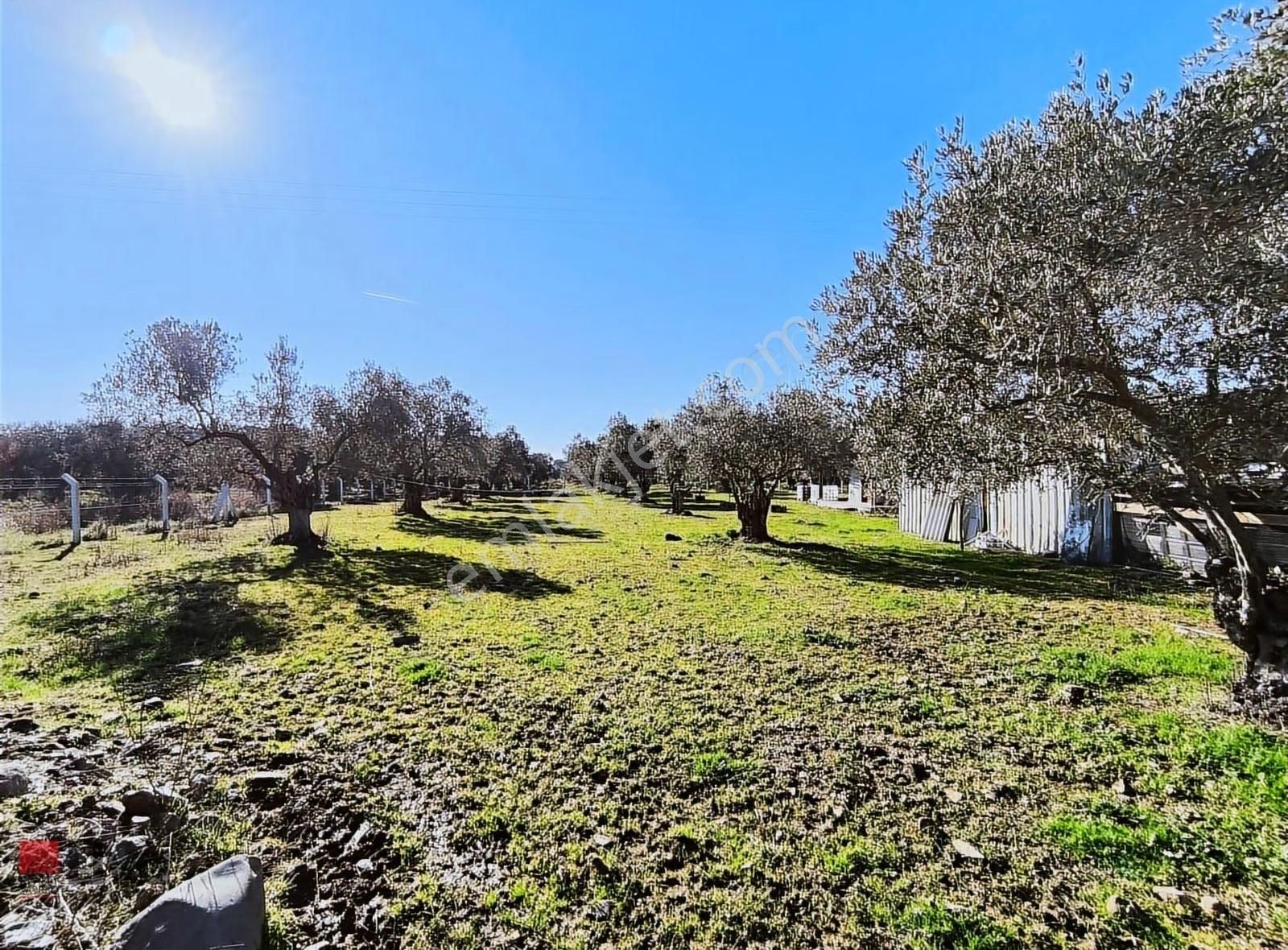 Rw Livadan Dikili Kabakum 4 Dönüm Zeytinlik & Hazır Yaşam Alanı - Görsel 12