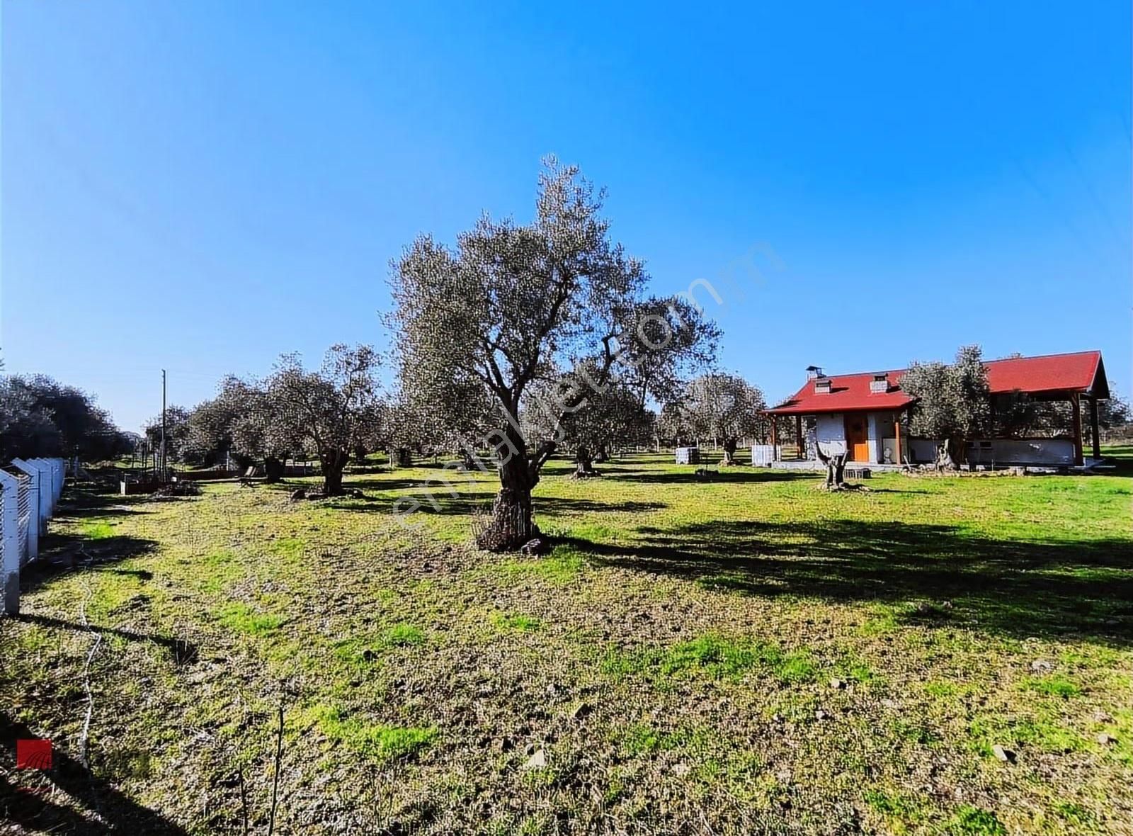 Rw Livadan Dikili Kabakum 4 Dönüm Zeytinlik & Hazır Yaşam Alanı - Görsel 26