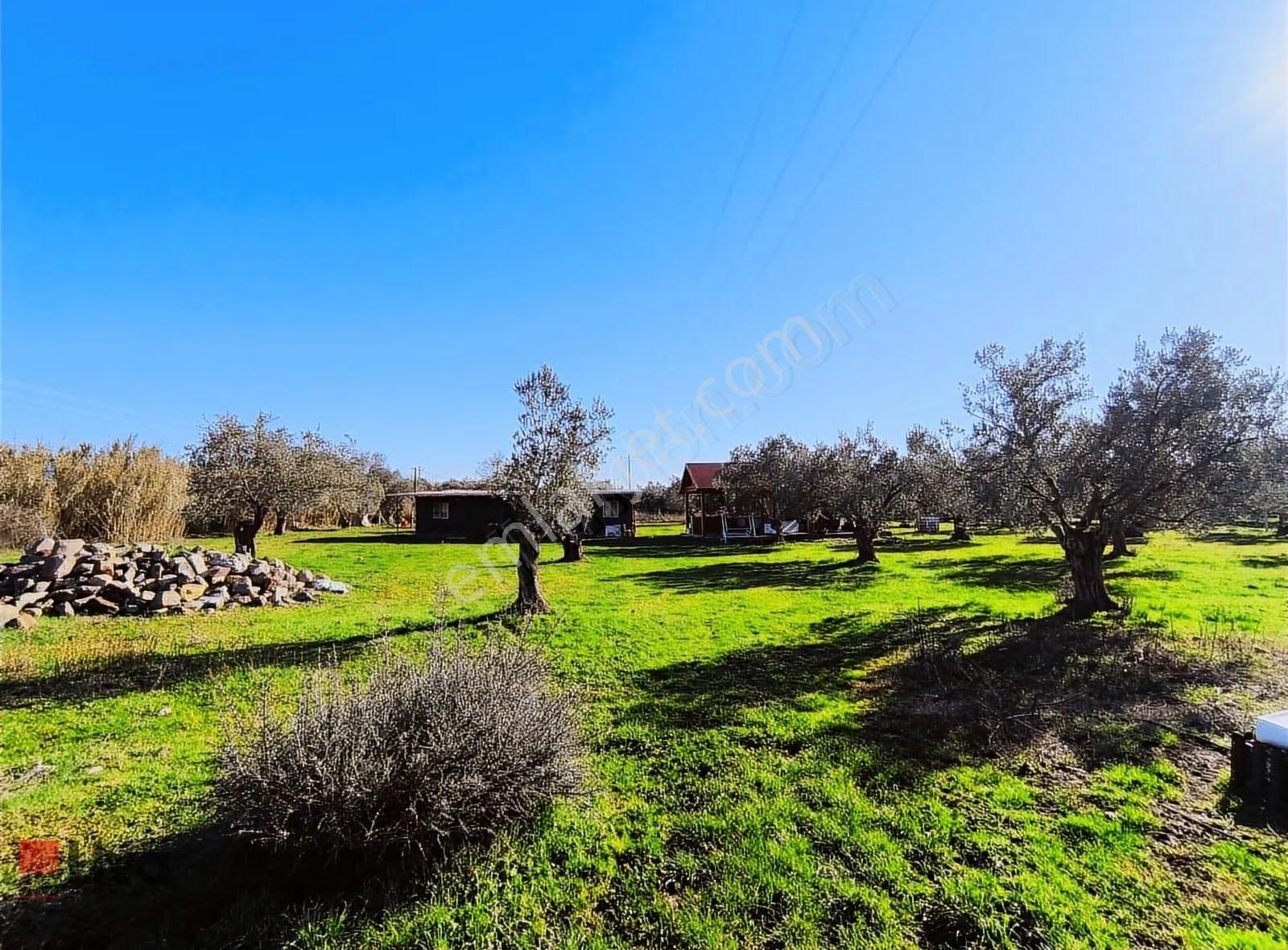 Rw Livadan Dikili Kabakum 4 Dönüm Zeytinlik & Hazır Yaşam Alanı - Görsel 6