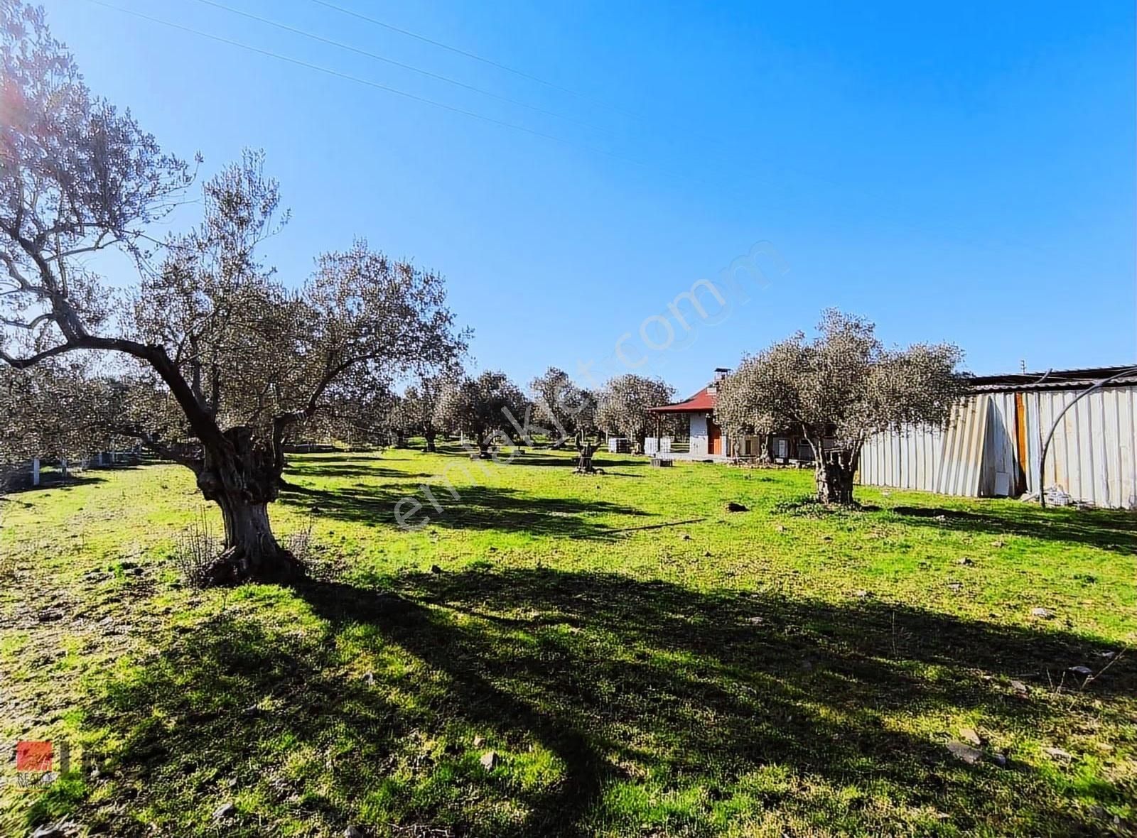 Rw Livadan Dikili Kabakum 4 Dönüm Zeytinlik & Hazır Yaşam Alanı - Görsel 28