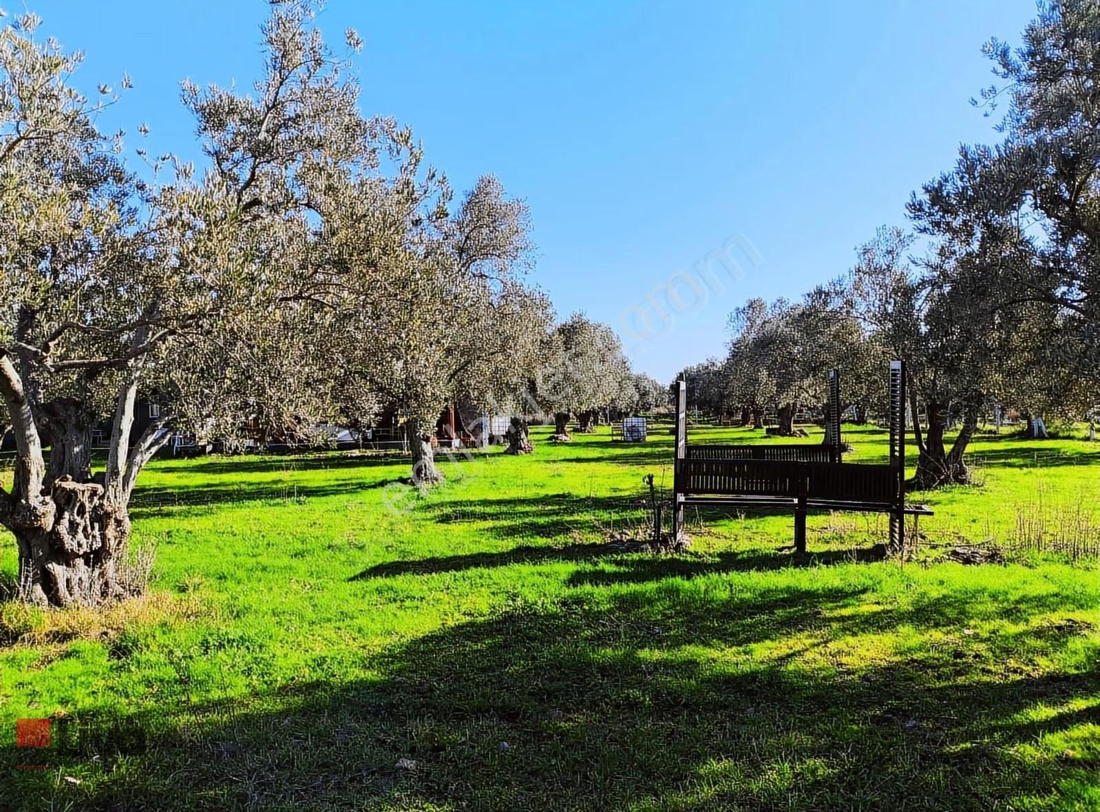 Rw Livadan Dikili Kabakum 4 Dönüm Zeytinlik & Hazır Yaşam Alanı - Görsel 4