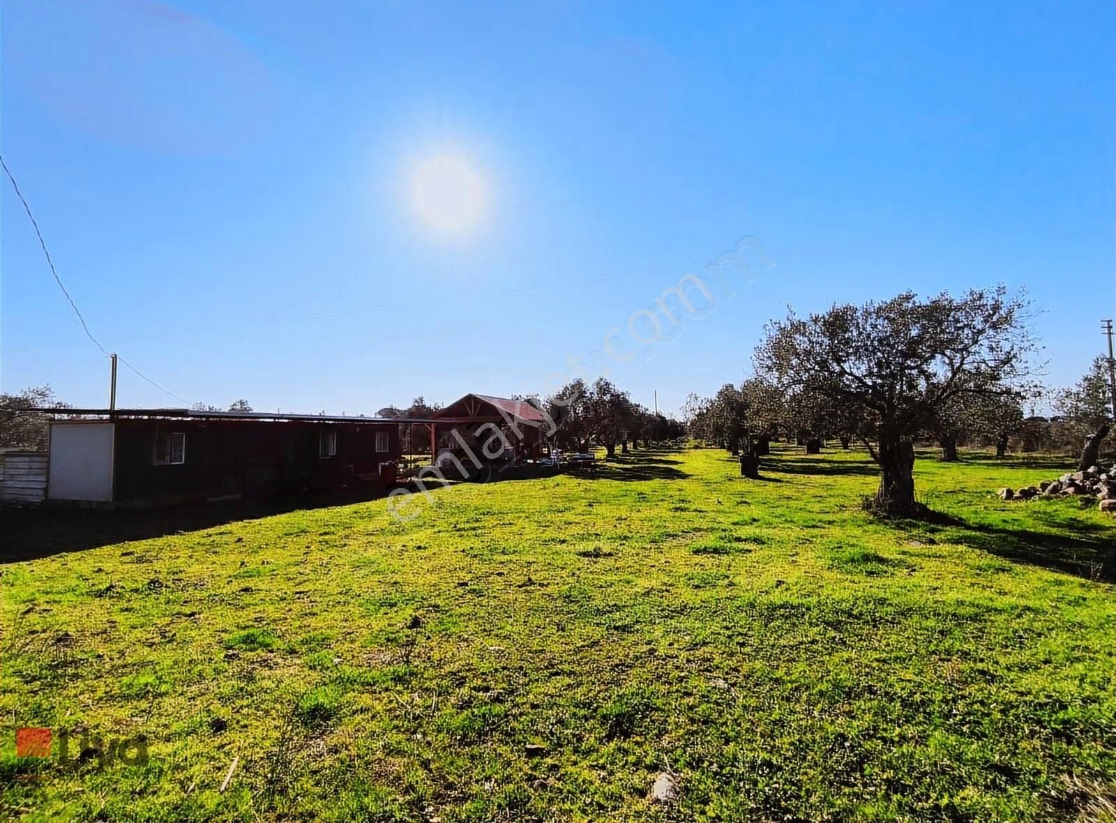 Rw Livadan Dikili Kabakum 4 Dönüm Zeytinlik & Hazır Yaşam Alanı - Görsel 7