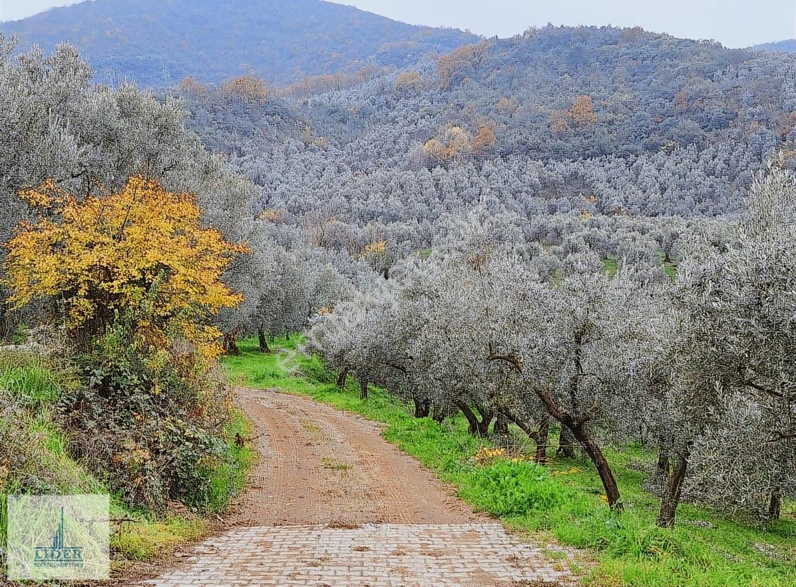 Bursa Orhangazi Heceler'de Göl Manzaralı Hobi Bahçesi - Görsel 5