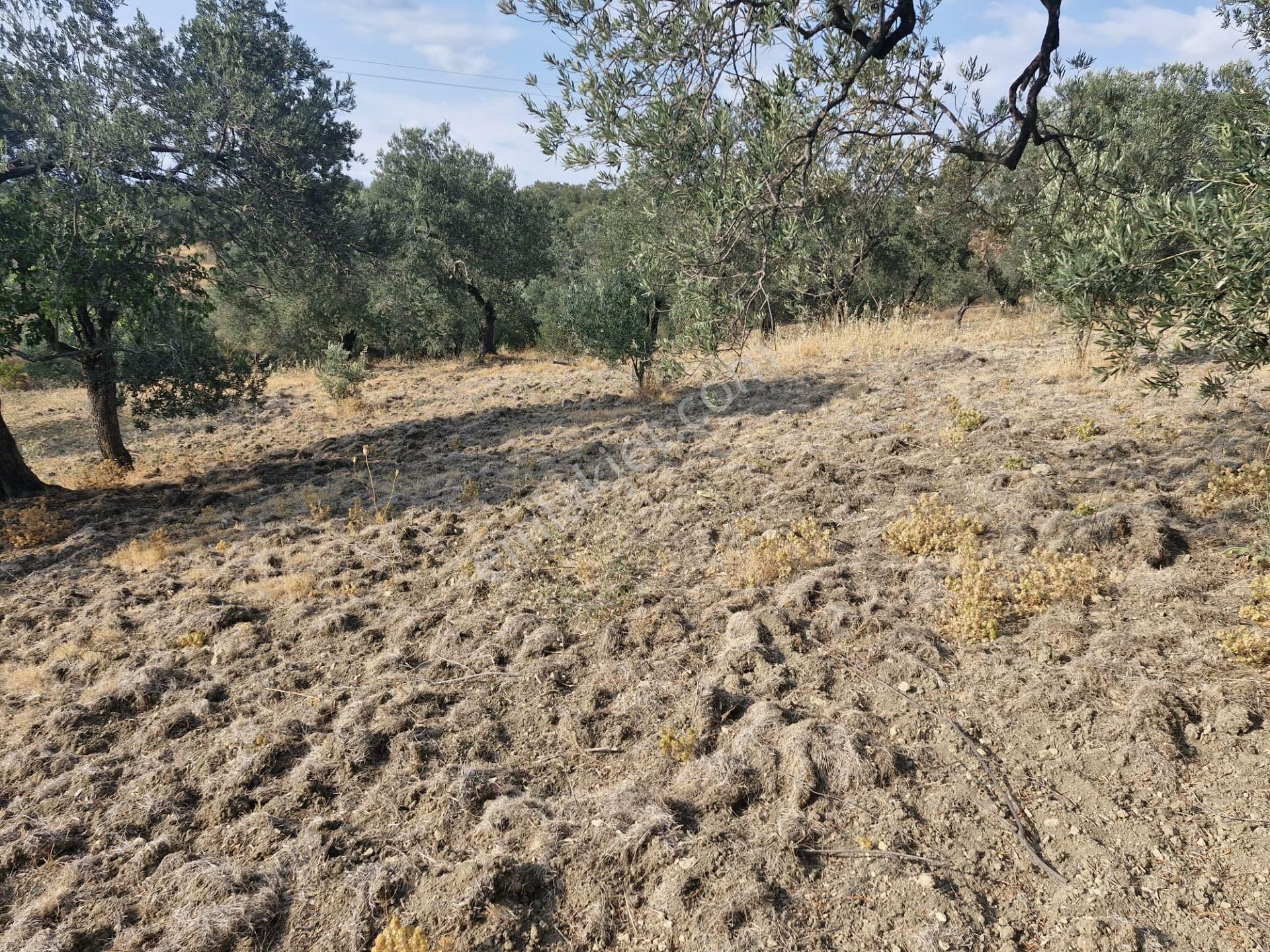 🟥aktiften Kızıklı'da 3356 M2 Körfez Manzaralı Satılık Zeytinlik - Görsel 28