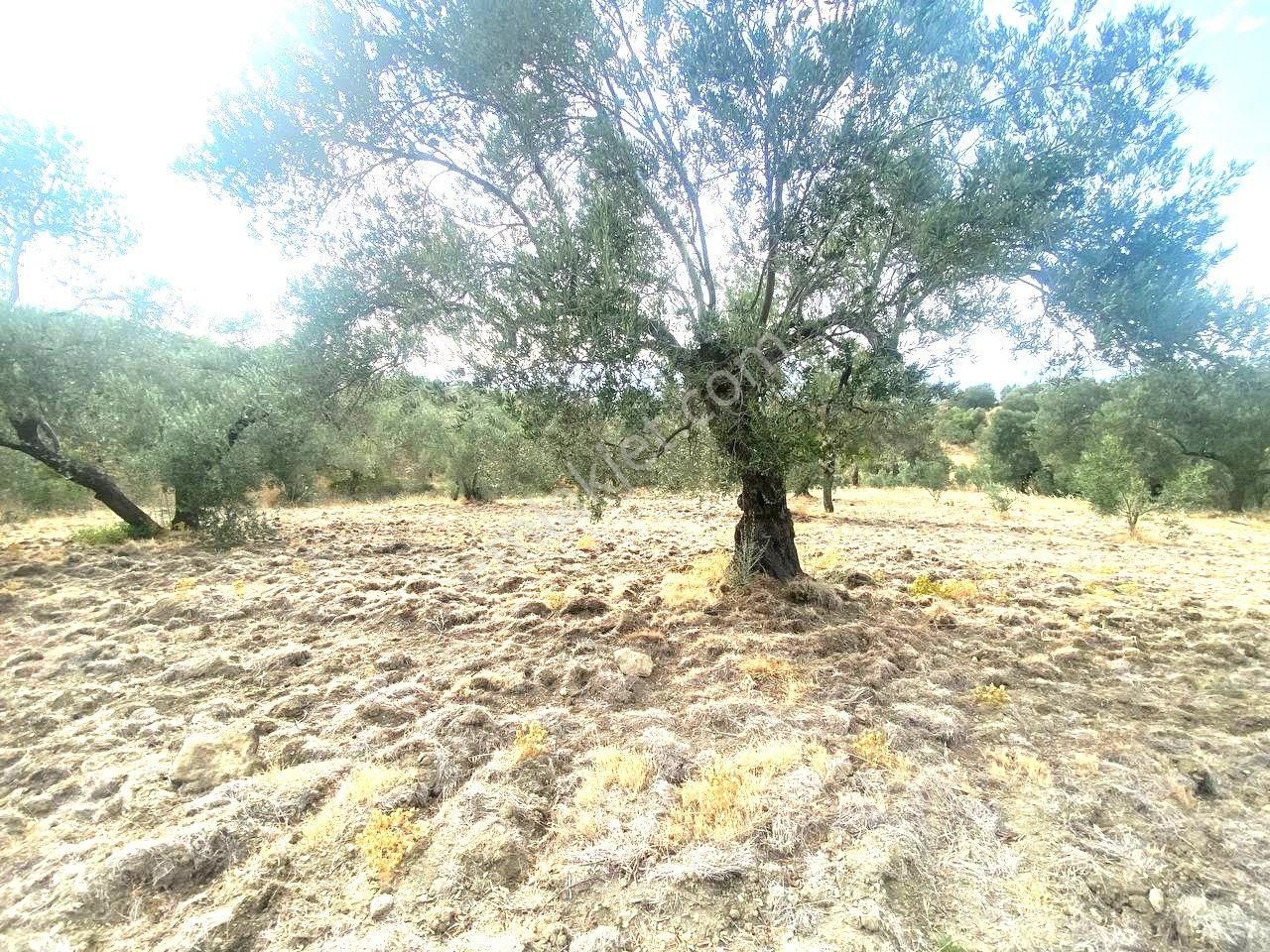 🟥aktiften Kızıklı'da 3356 M2 Körfez Manzaralı Satılık Zeytinlik - Görsel 11