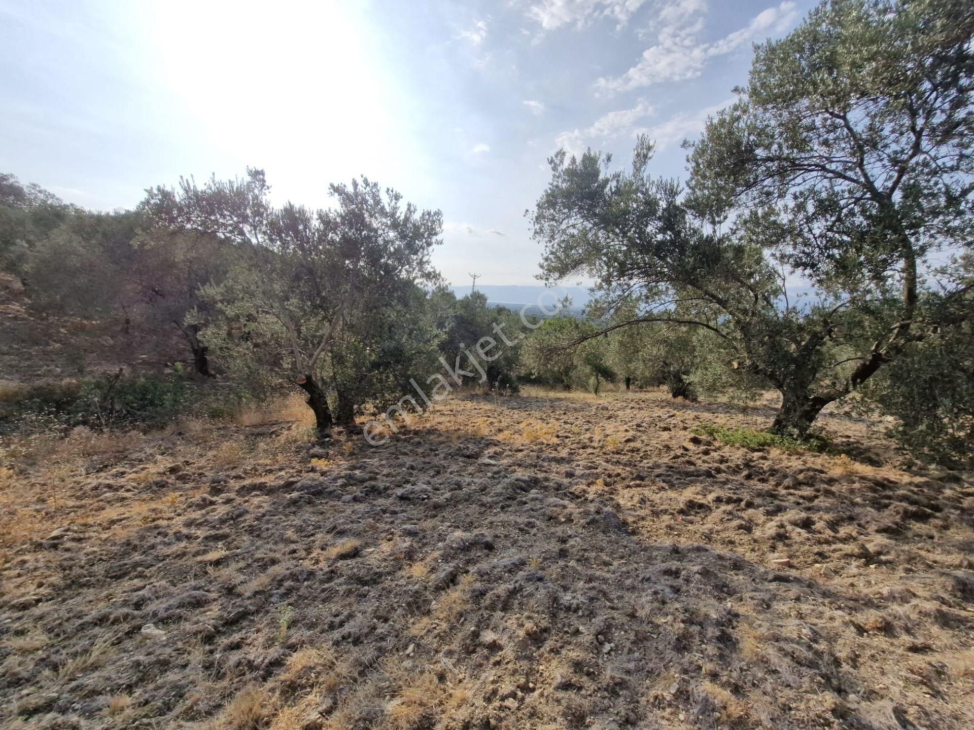 🟥aktiften Kızıklı'da 3356 M2 Körfez Manzaralı Satılık Zeytinlik - Görsel 34