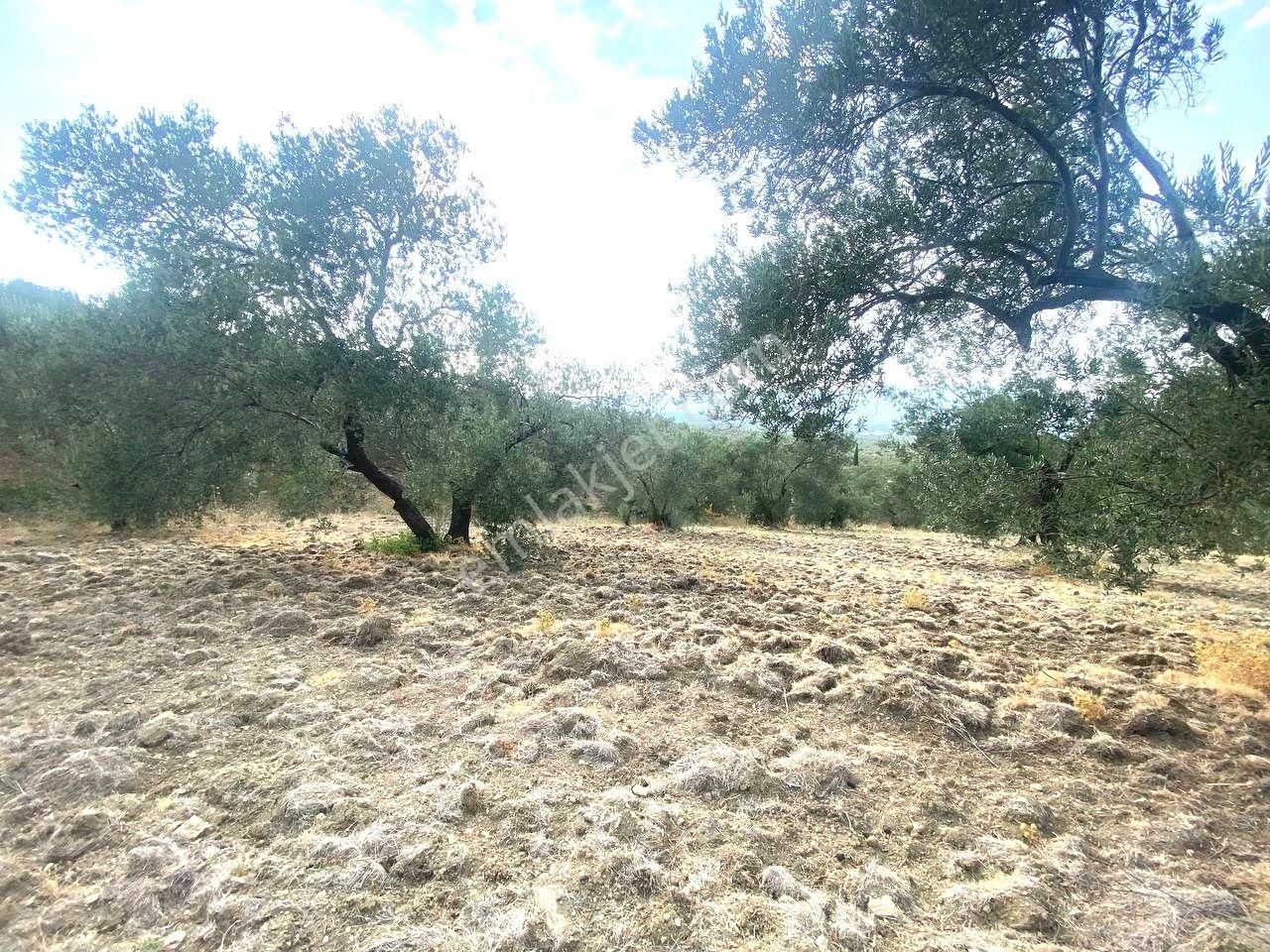 🟥aktiften Kızıklı'da 3356 M2 Körfez Manzaralı Satılık Zeytinlik - Görsel 20