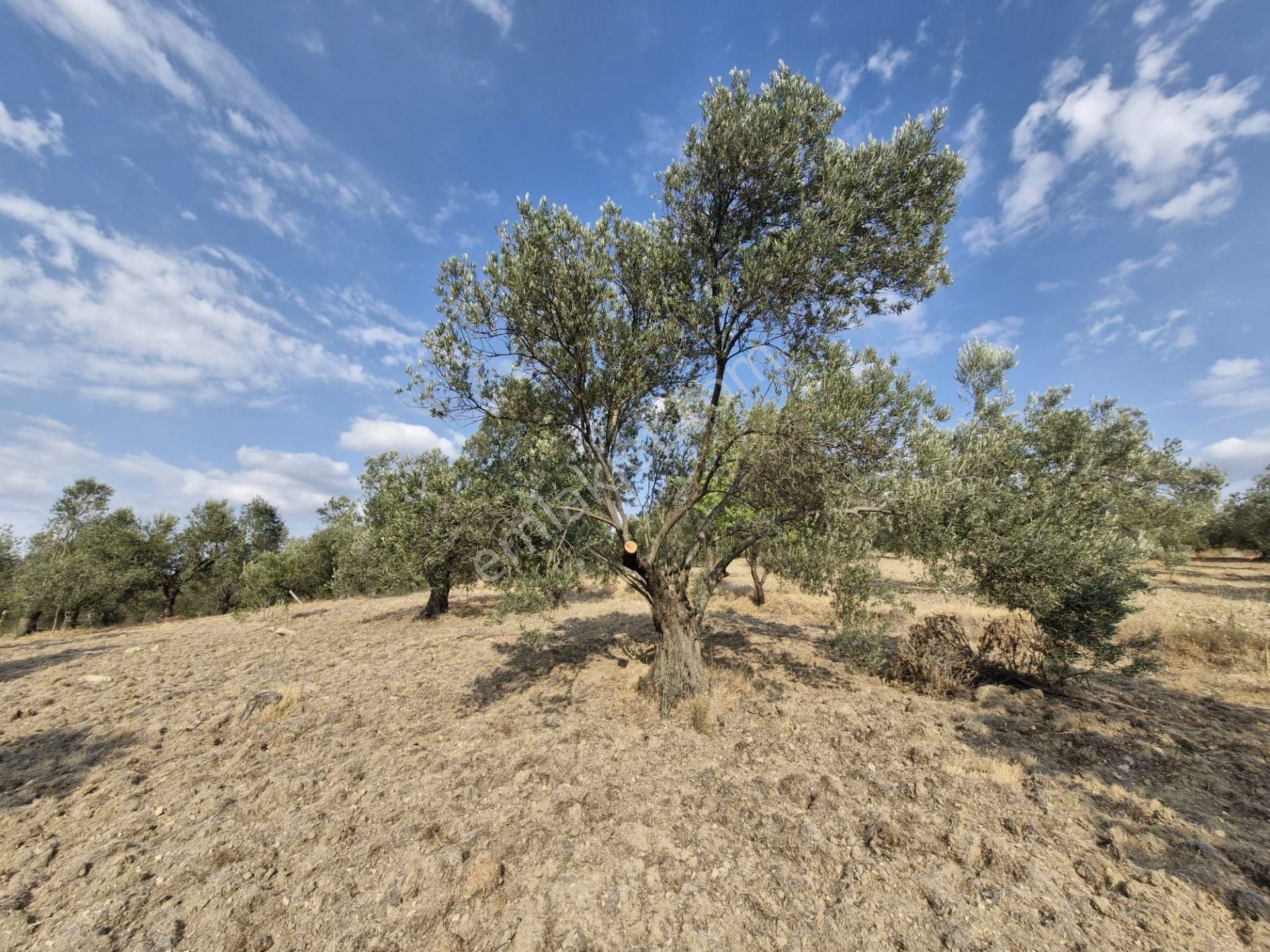 🟥aktiften Kızıklı'da 3356 M2 Körfez Manzaralı Satılık Zeytinlik - Görsel 33