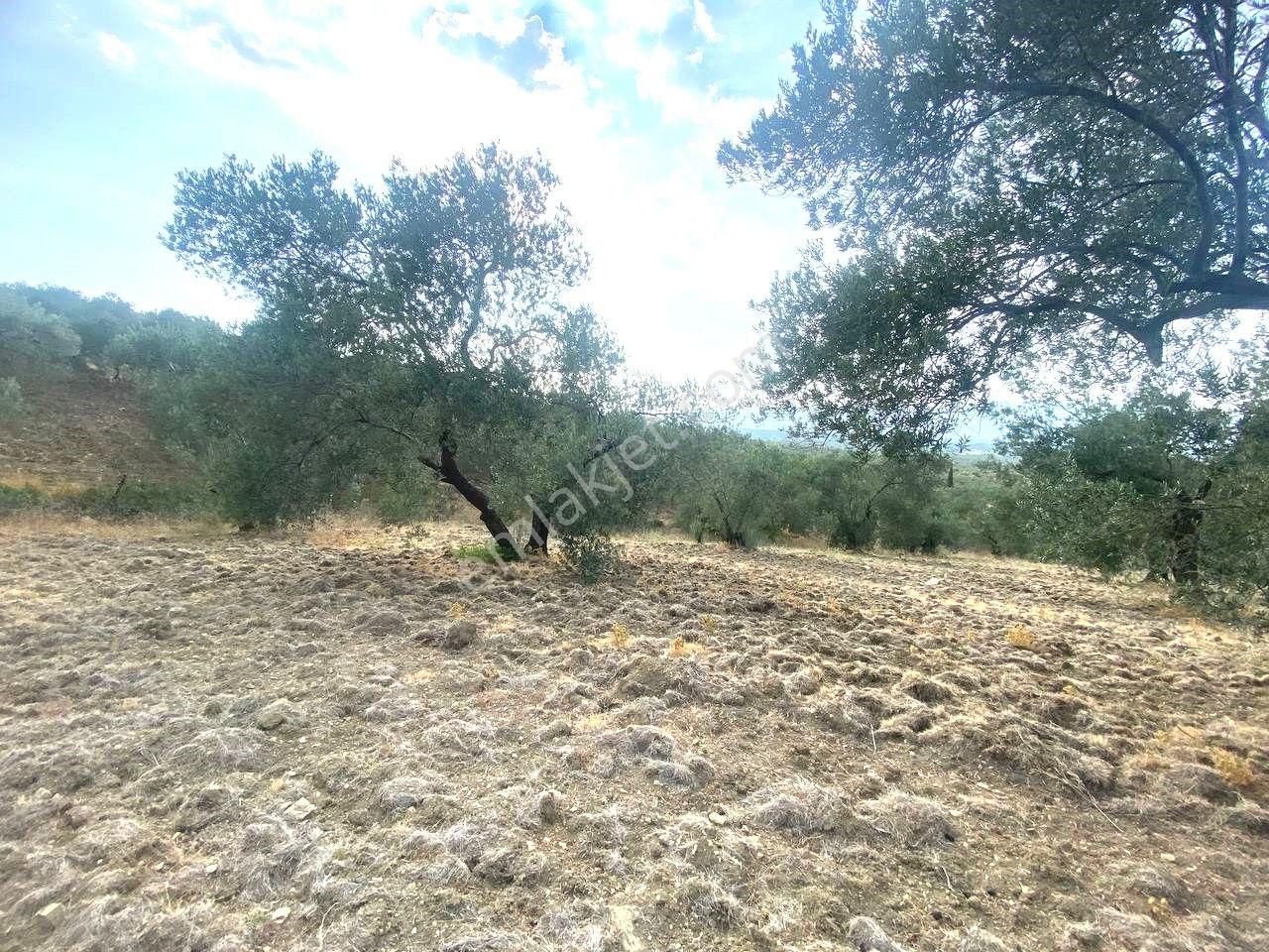 🟥aktiften Kızıklı'da 3356 M2 Körfez Manzaralı Satılık Zeytinlik - Görsel 19