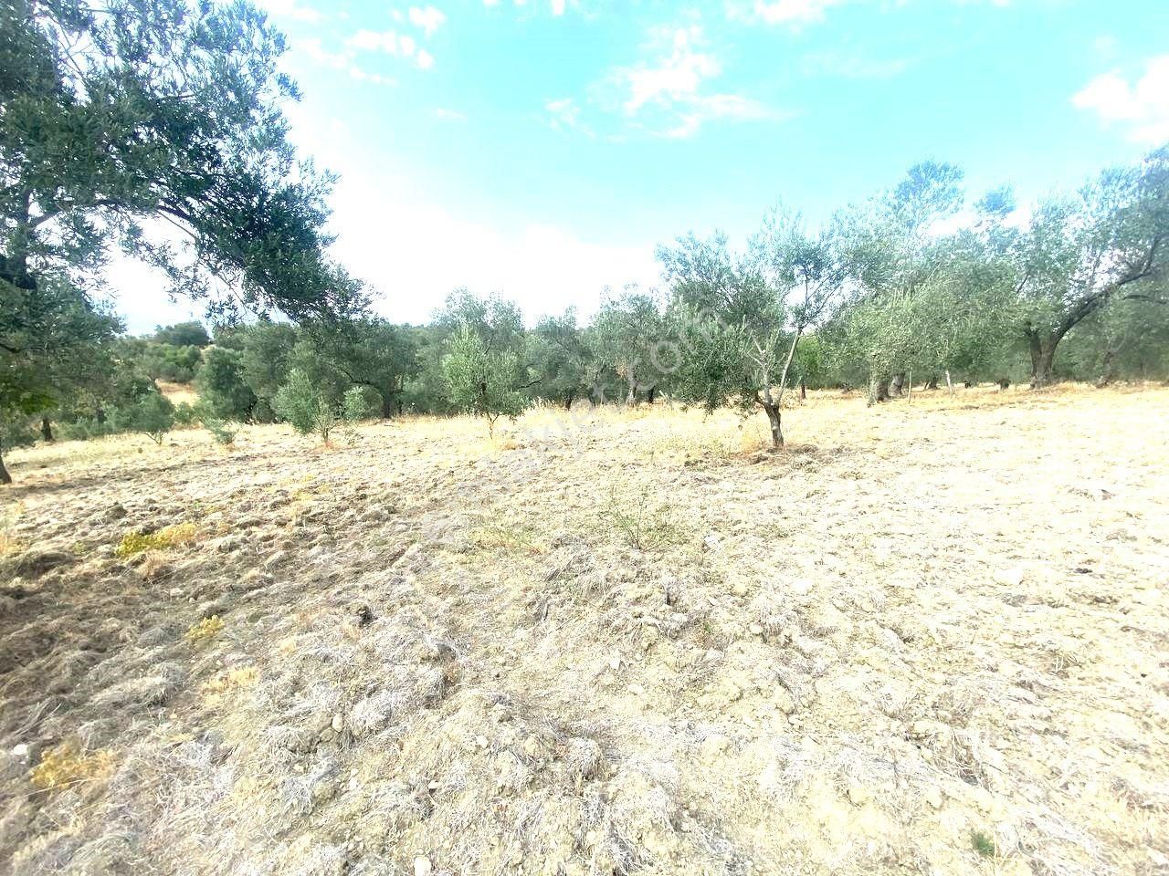 🟥aktiften Kızıklı'da 3356 M2 Körfez Manzaralı Satılık Zeytinlik - Görsel 14