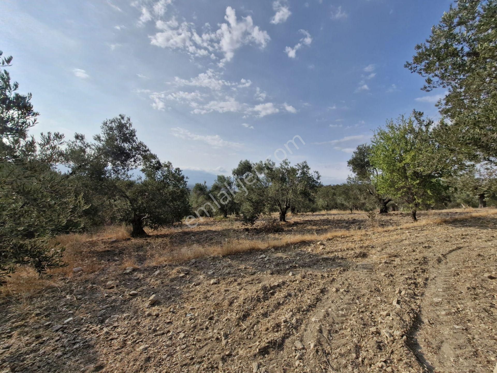 🟥aktiften Kızıklı'da 3356 M2 Körfez Manzaralı Satılık Zeytinlik - Görsel 26