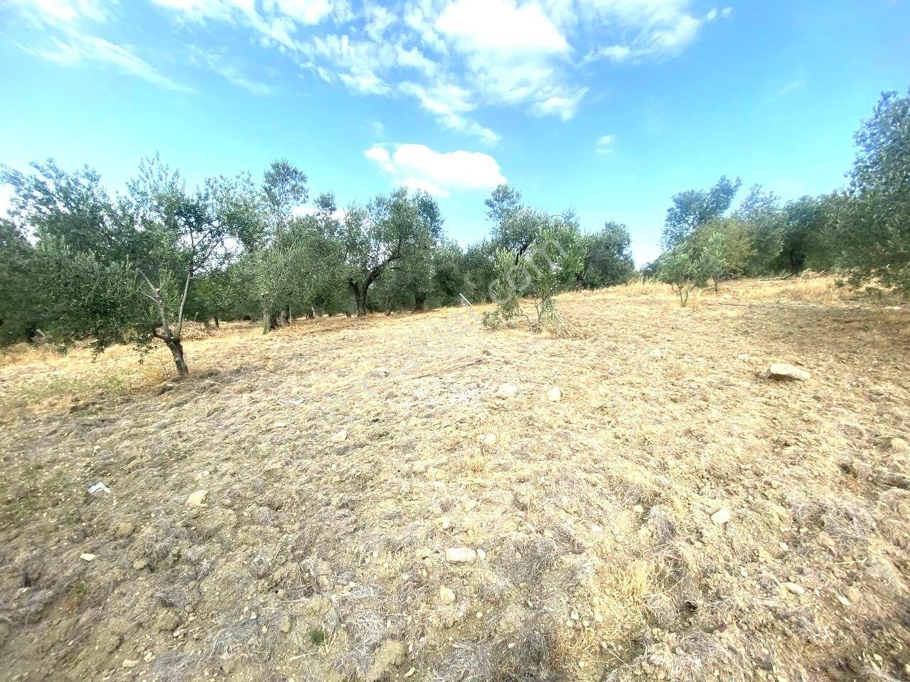 🟥aktiften Kızıklı'da 3356 M2 Körfez Manzaralı Satılık Zeytinlik - Görsel 13