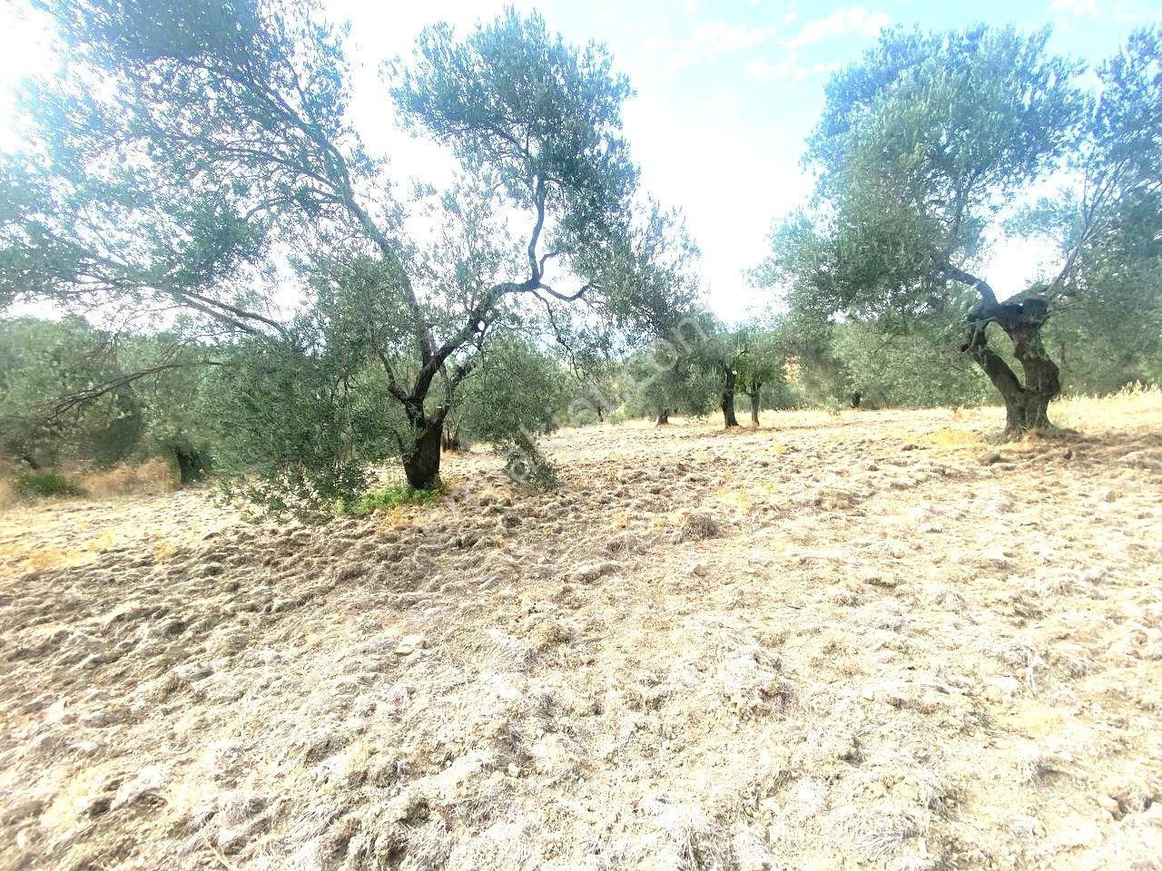 🟥aktiften Kızıklı'da 3356 M2 Körfez Manzaralı Satılık Zeytinlik - Görsel 21