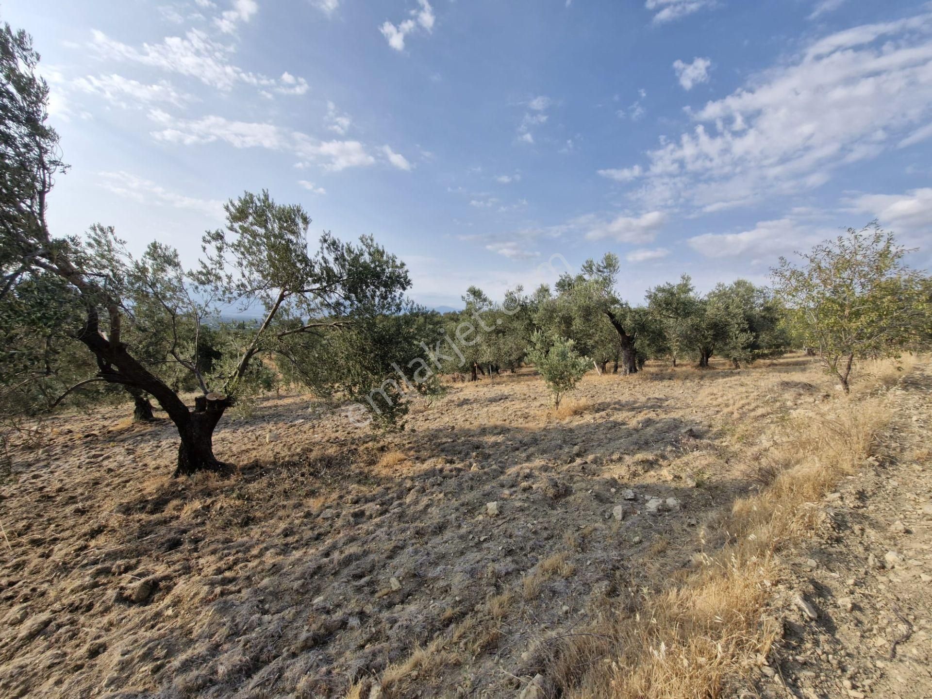 🟥aktiften Kızıklı'da 3356 M2 Körfez Manzaralı Satılık Zeytinlik - Görsel 23