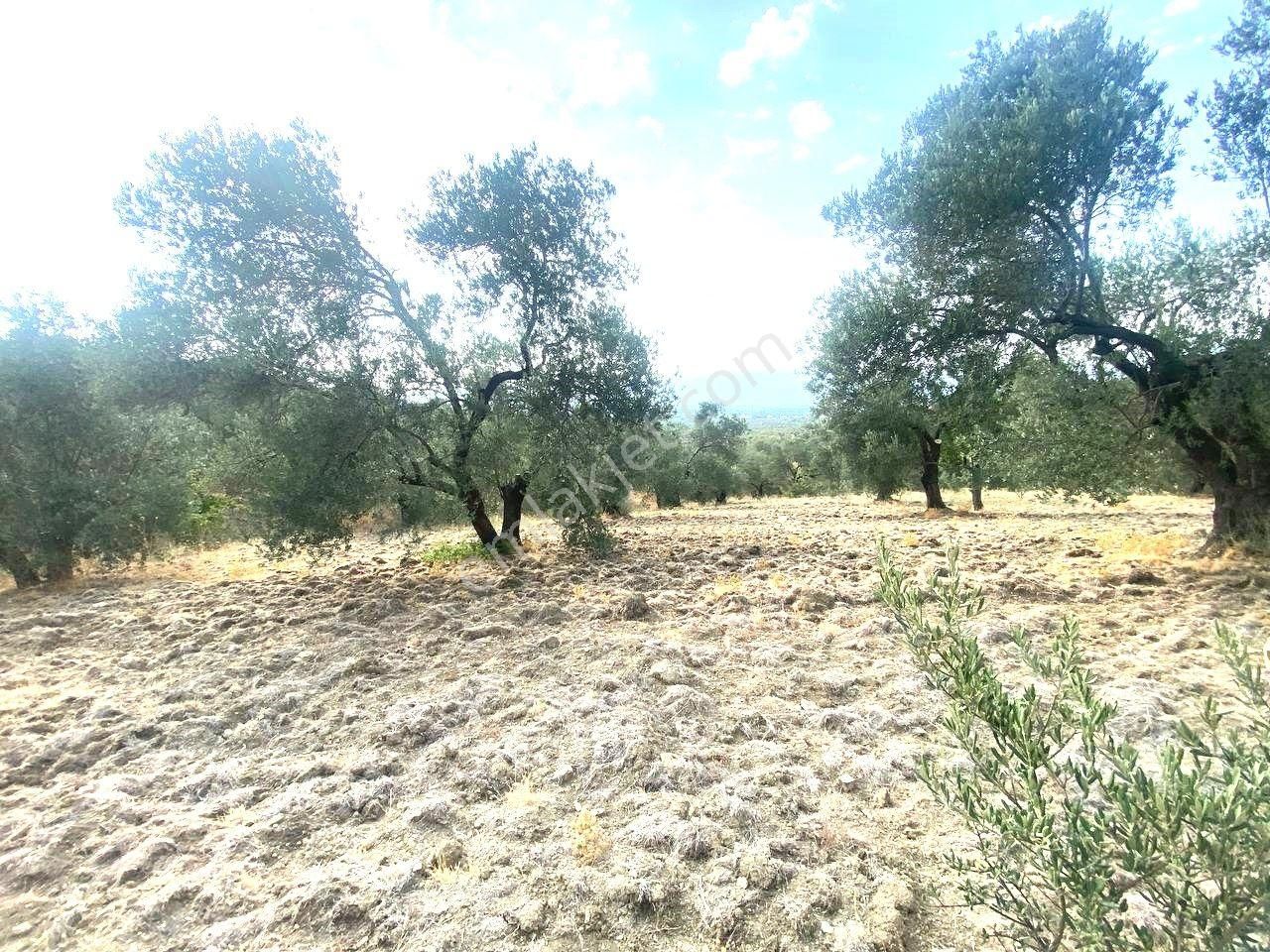 🟥aktiften Kızıklı'da 3356 M2 Körfez Manzaralı Satılık Zeytinlik - Görsel 6