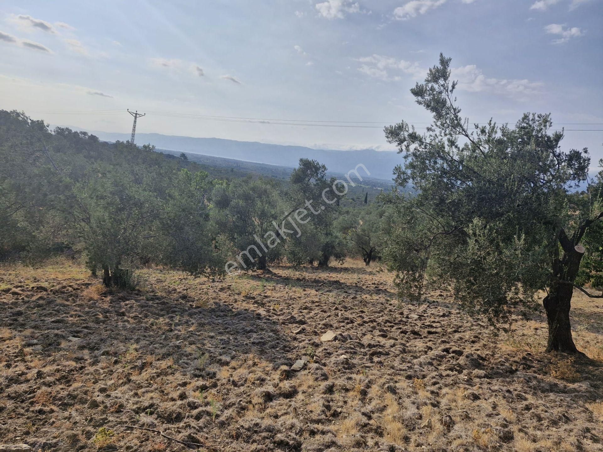 🟥aktiften Kızıklı'da 3356 M2 Körfez Manzaralı Satılık Zeytinlik - Görsel 29