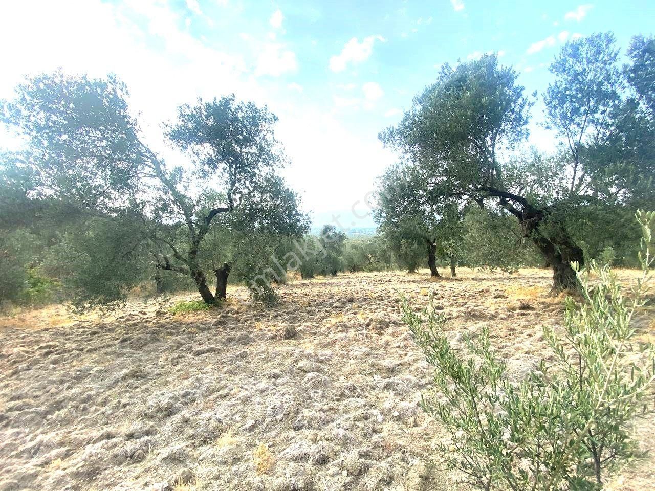 🟥aktiften Kızıklı'da 3356 M2 Körfez Manzaralı Satılık Zeytinlik - Görsel 5