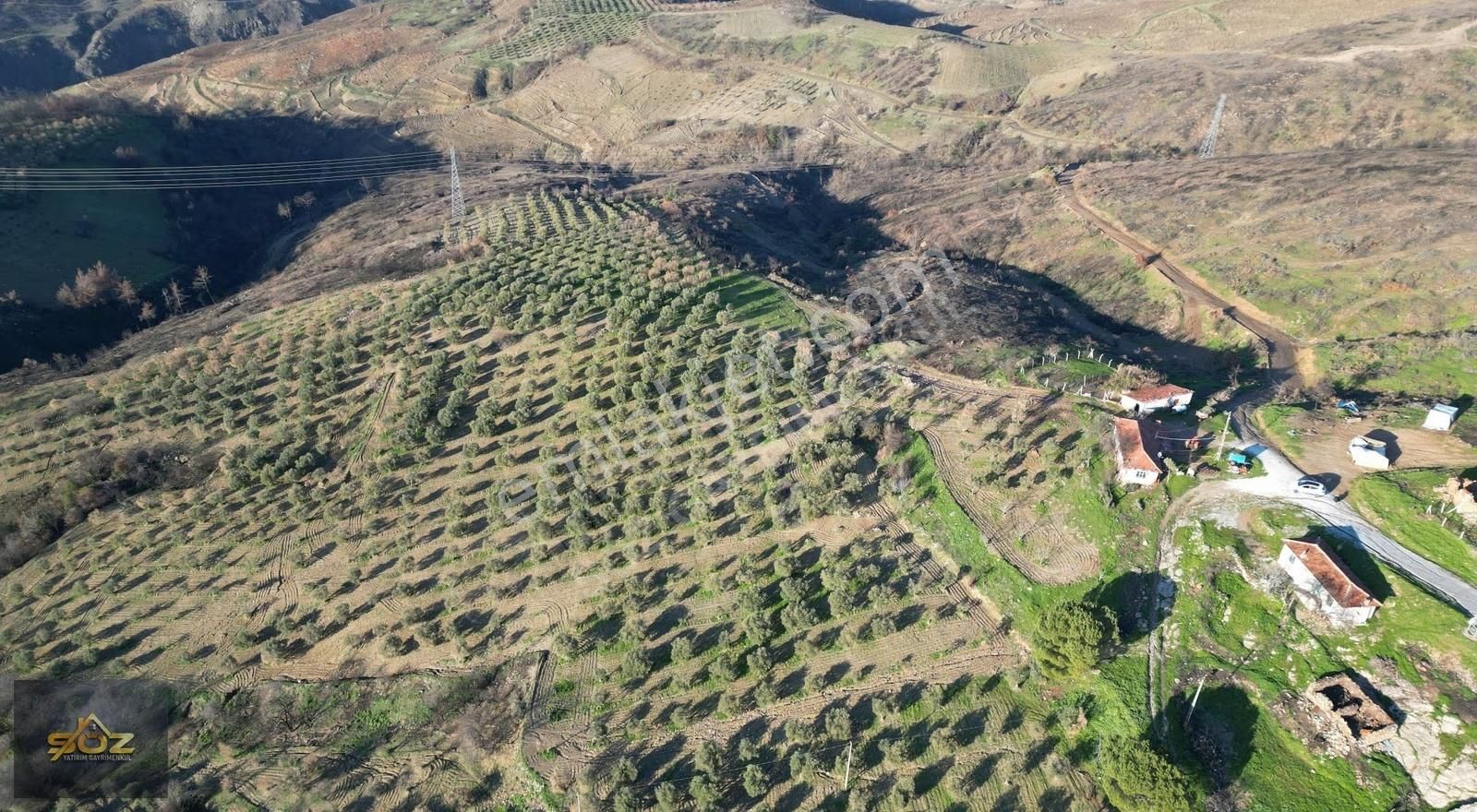 Manisa Akhisar Durasıllı'da Satılık 17.150 M² Zeytinlik Tarla - Görsel 10