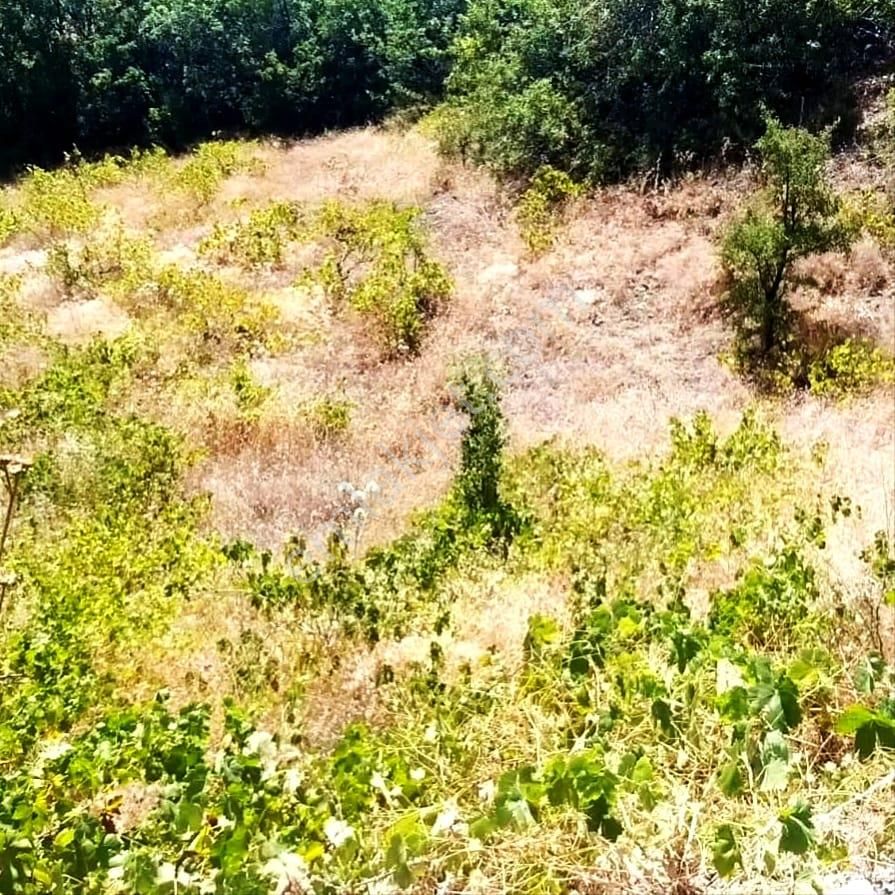 Kar Emlaktan Ömerli Köyüde 1400 M2 Satılık Bahçe - Görsel 6