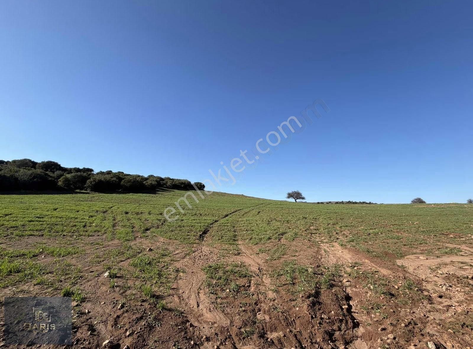 Çanakkale Ezine Kemallı Köyünde Fırsat Tarla - Görsel 5