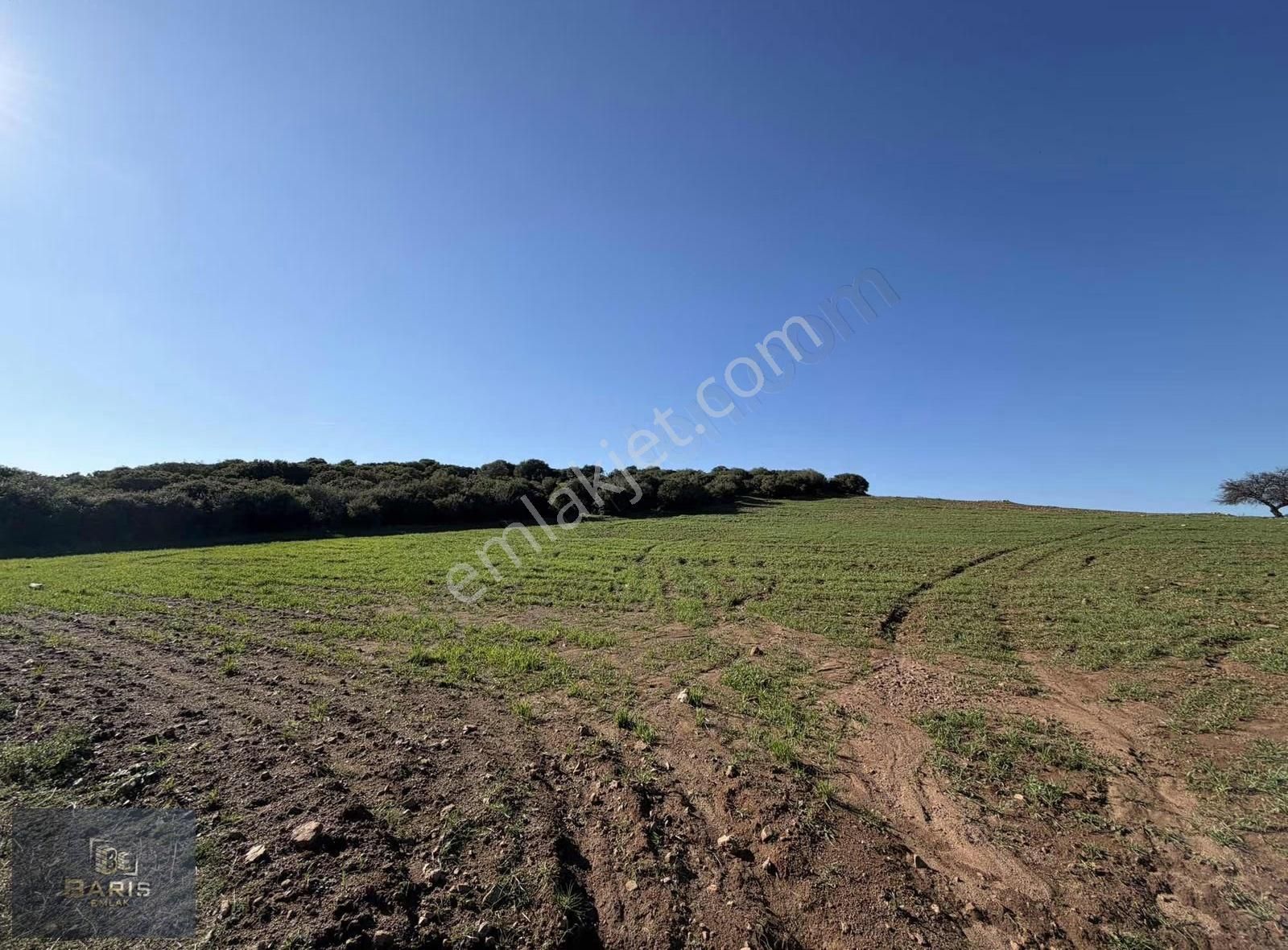 Çanakkale Ezine Kemallı Köyünde Fırsat Tarla - Görsel 15