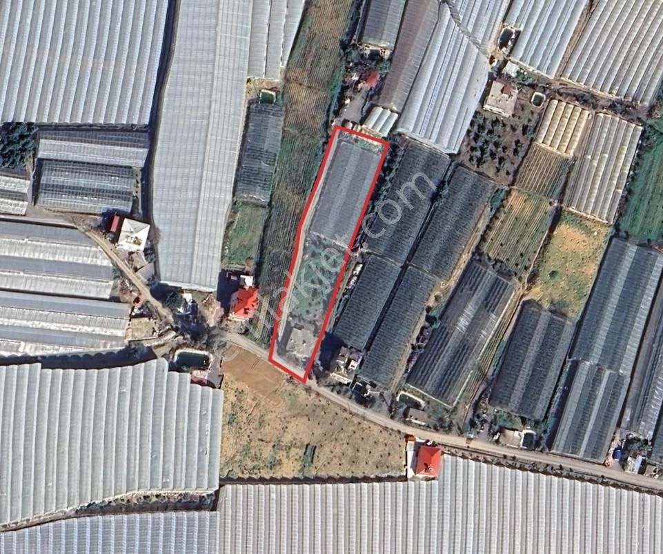 İçerisinde Ev Bulunan, Üretime Hazır Çobanlar Tarım Alanı - Görsel 3