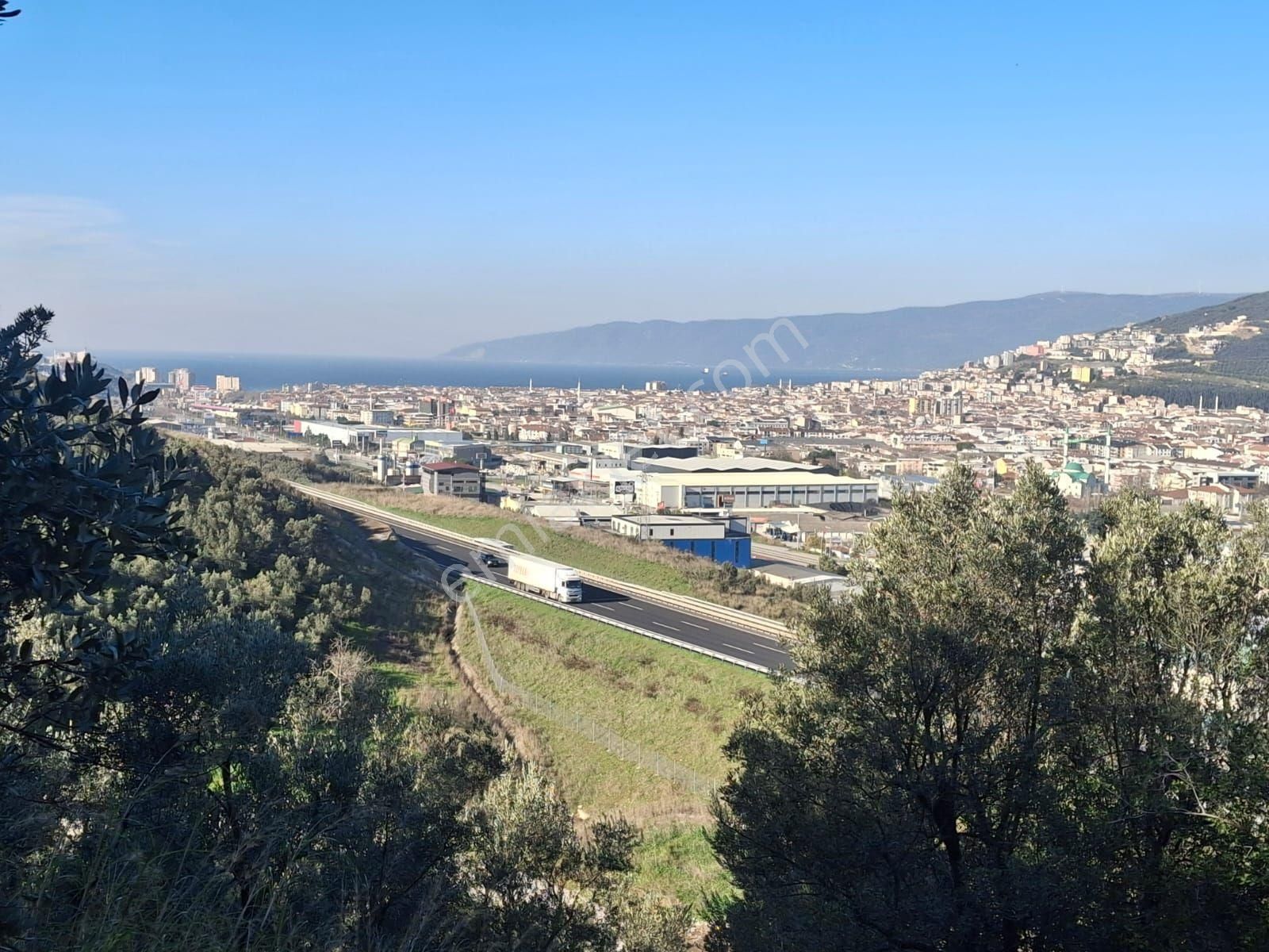 3106m2 Bayır Olmayan Havuzu Akarsuyu Olan Zeytinlik - Görsel 2