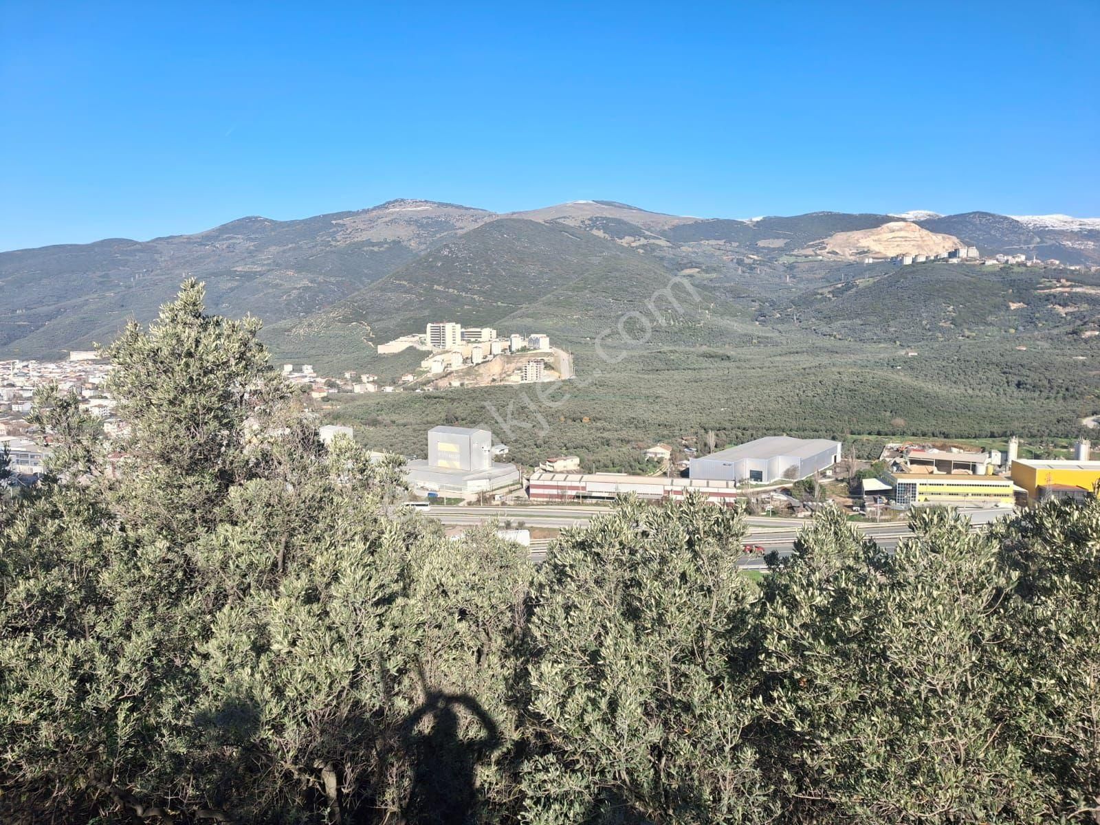 3106m2 Bayır Olmayan Havuzu Akarsuyu Olan Zeytinlik - Görsel 12