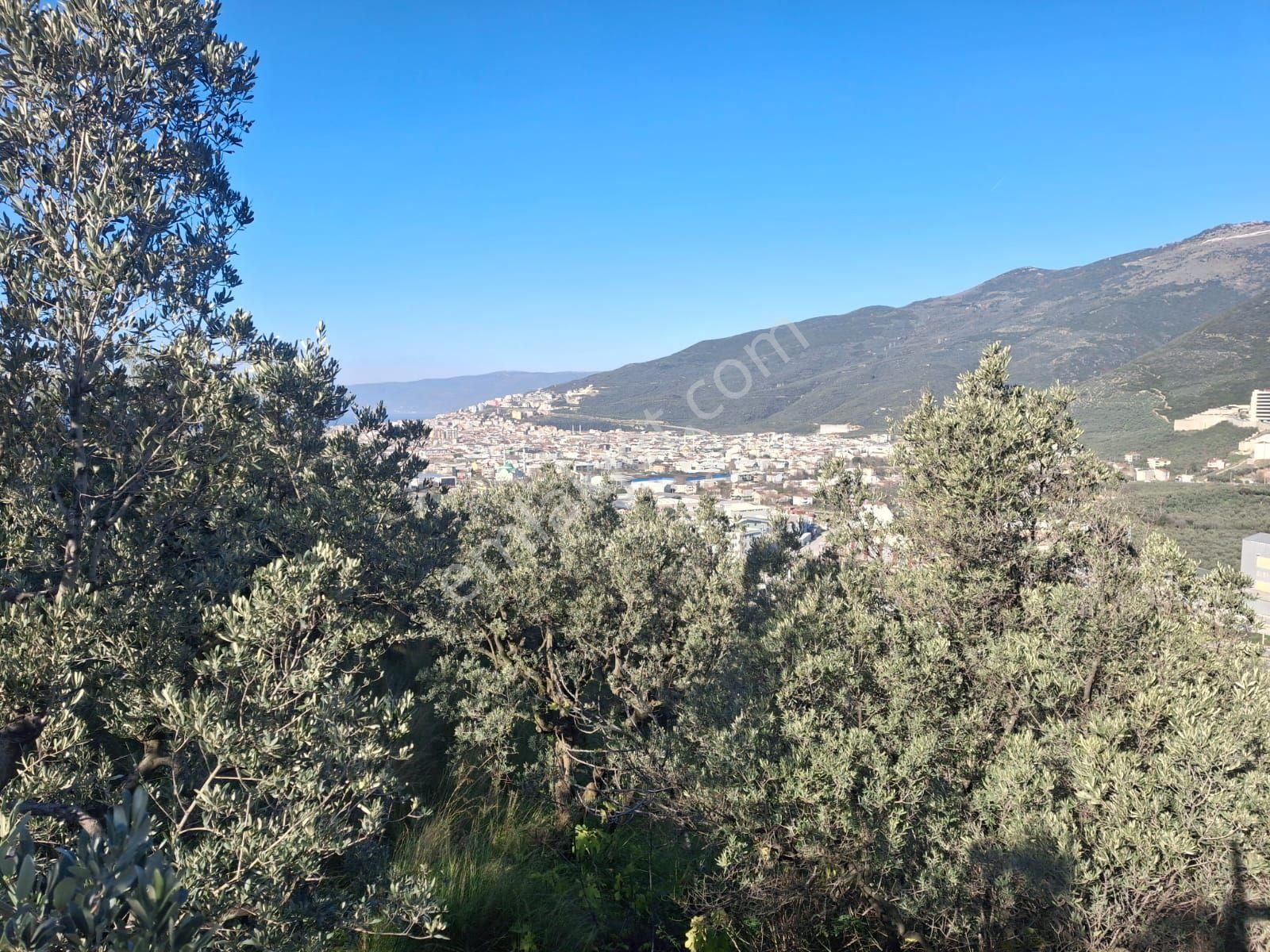 3106m2 Bayır Olmayan Havuzu Akarsuyu Olan Zeytinlik - Görsel 4