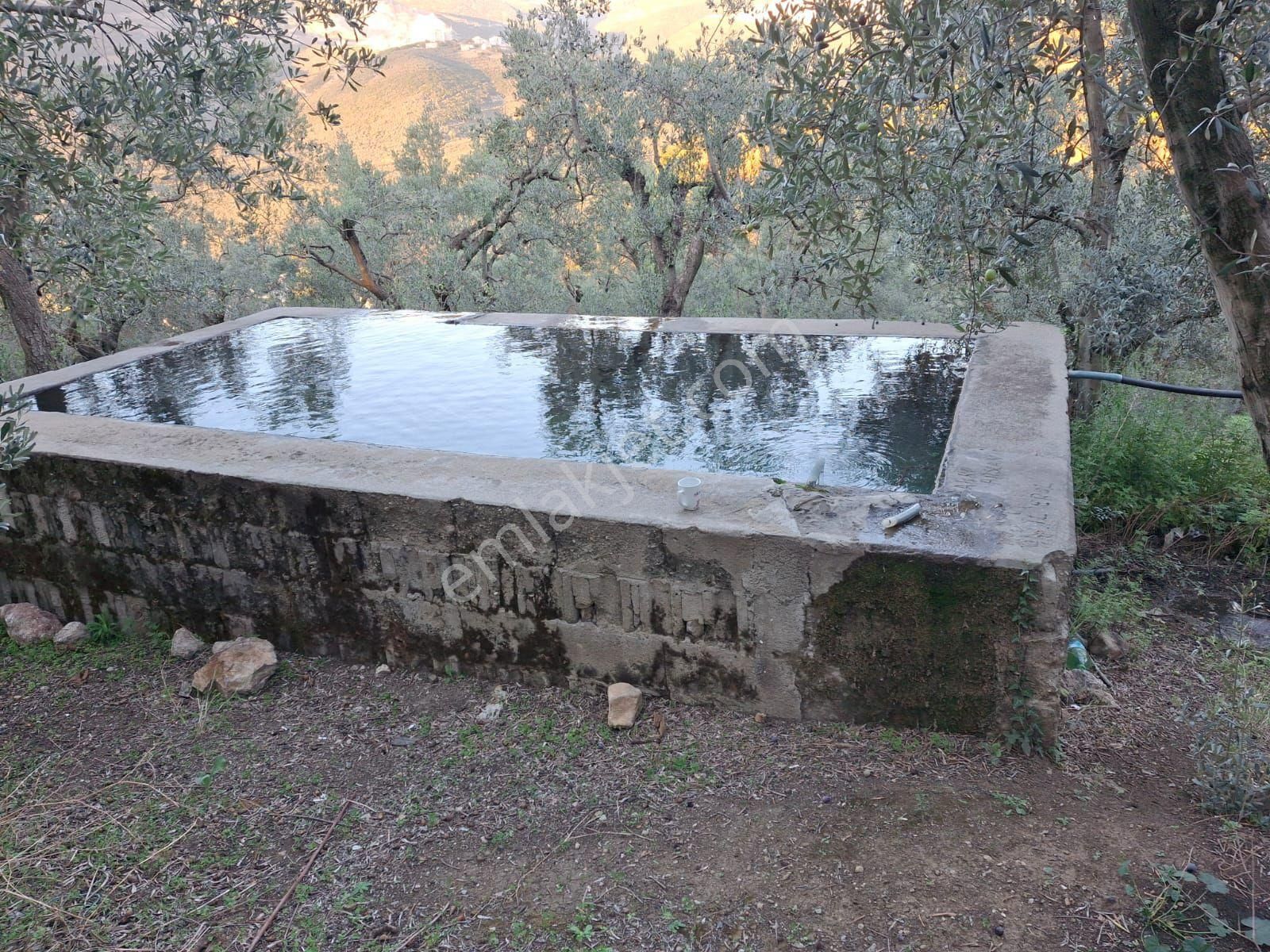 3106m2 Bayır Olmayan Havuzu Akarsuyu Olan Zeytinlik