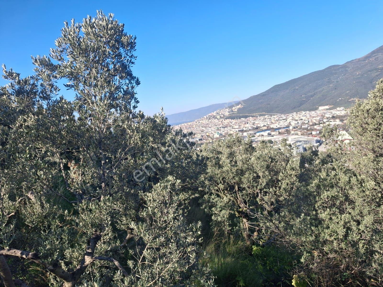 3106m2 Bayır Olmayan Havuzu Akarsuyu Olan Zeytinlik - Görsel 13