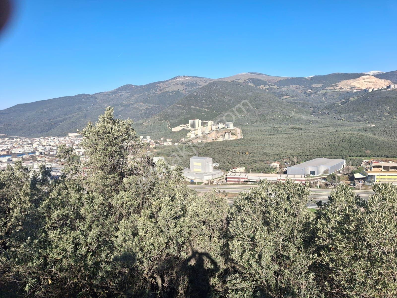 3106m2 Bayır Olmayan Havuzu Akarsuyu Olan Zeytinlik - Görsel 3