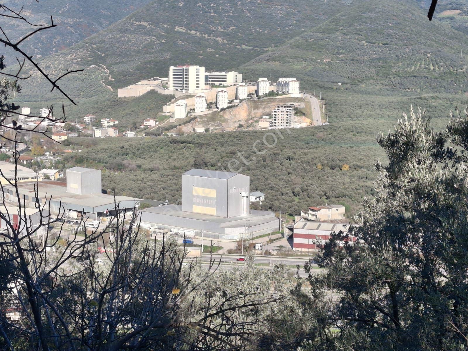 3106m2 Bayır Olmayan Havuzu Akarsuyu Olan Zeytinlik - Görsel 11