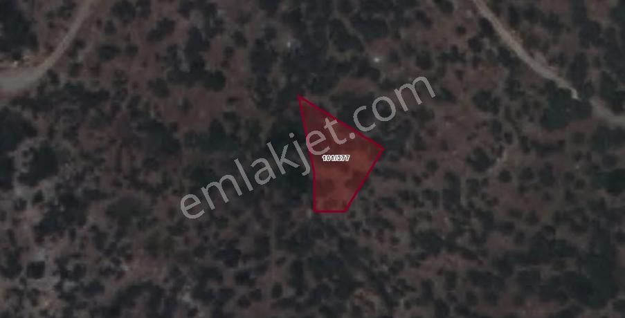 Yatırım Fırsatı - Satılık 540 M2 Bayındır Dereköy Zeytinlik