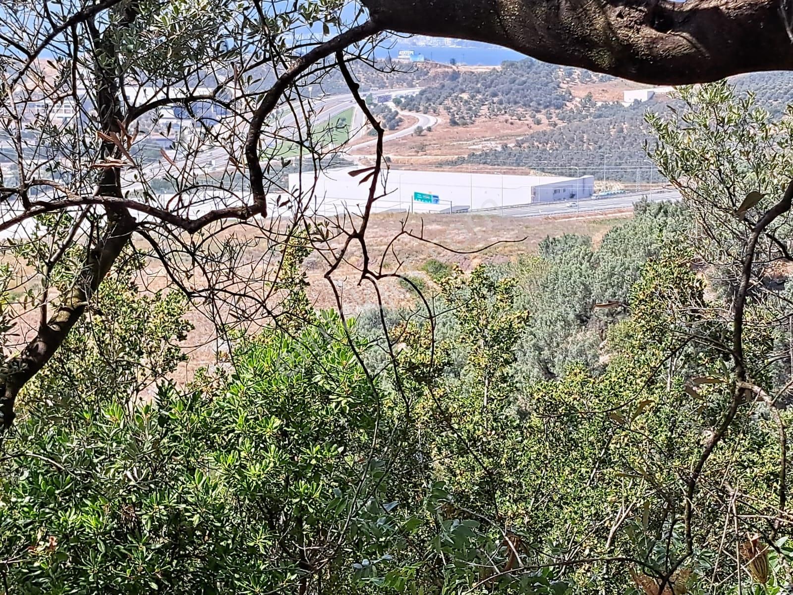 Bursa Gemlik Umurbey Satılık Zeytın Bahçesi 2500m2 - Görsel 4