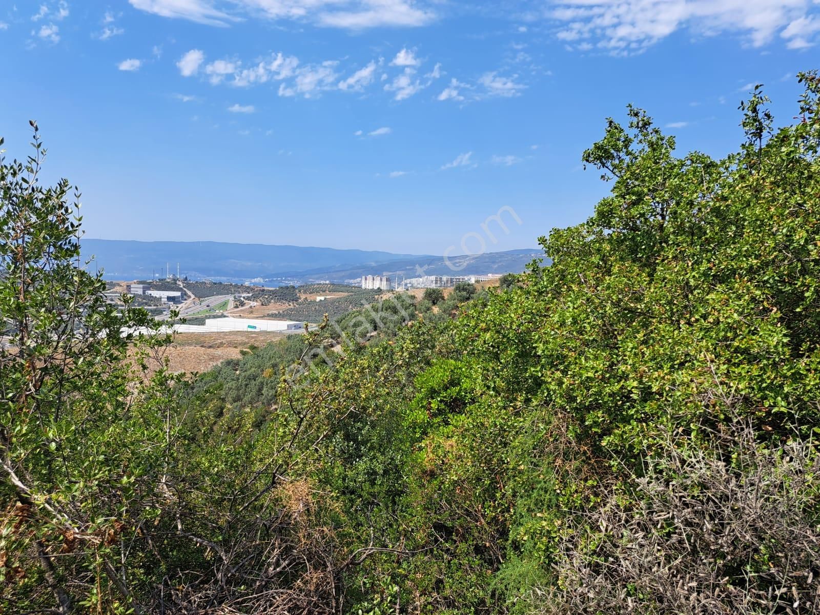 Bursa Gemlik Umurbey Satılık Zeytın Bahçesi 2500m2