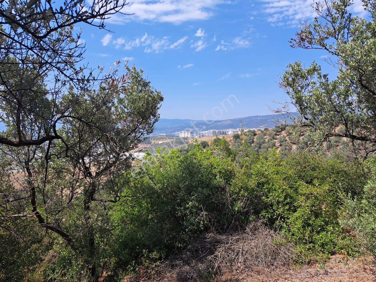 Bursa Gemlik Umurbey Satılık Zeytın Bahçesi 2500m2 - Görsel 5