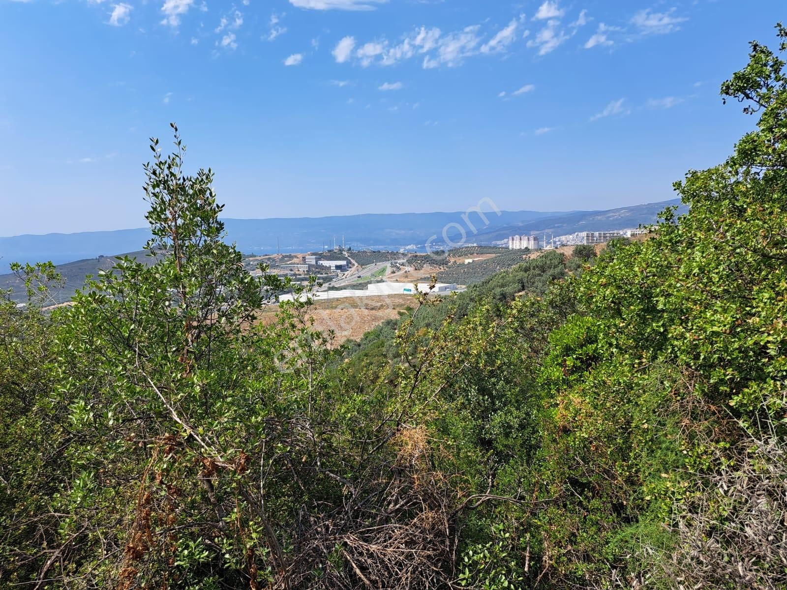 Bursa Gemlik Umurbey Satılık Zeytın Bahçesi 2500m2 - Görsel 3
