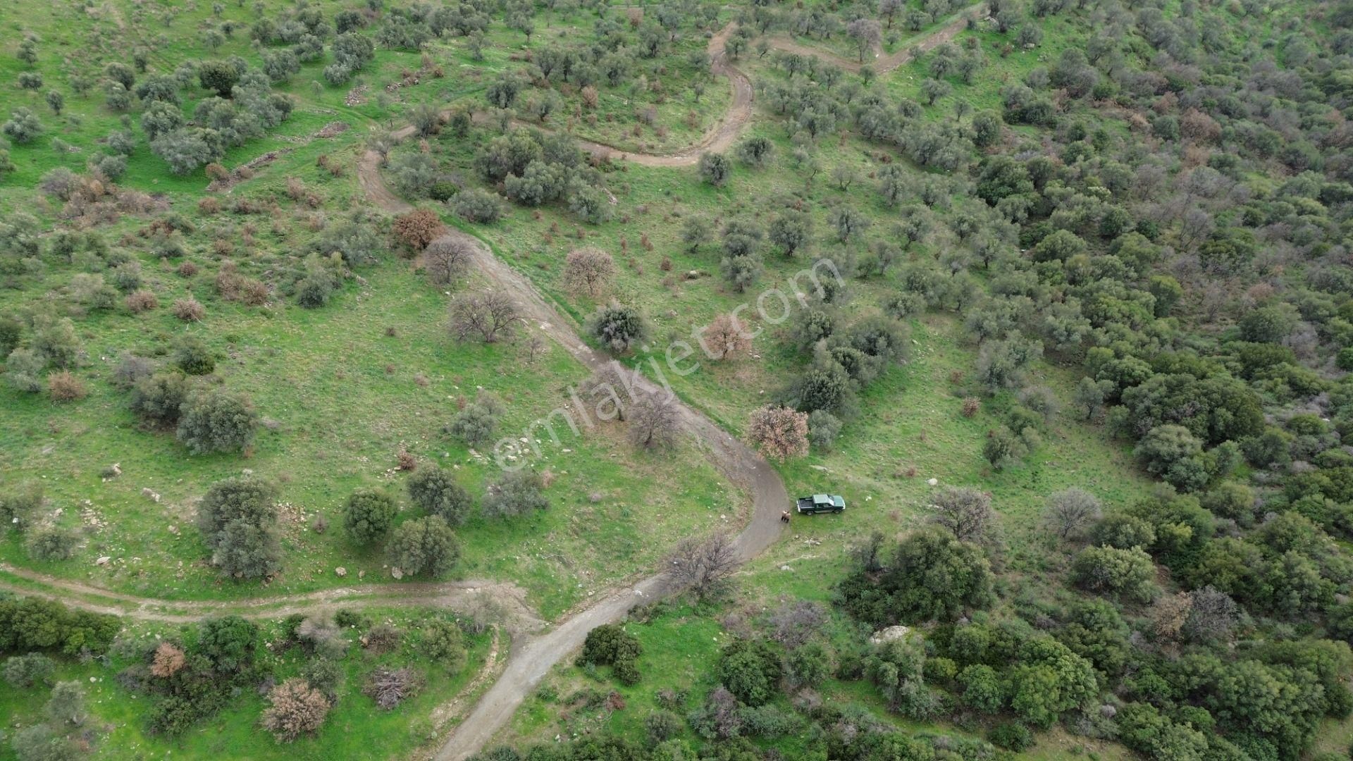 Seferihisar Ulamış Mahallesi – Baraja Yakın, Geniş Yol Cepheli, Vadi Manzaralı Satılık Zeytinlik - Görsel 13