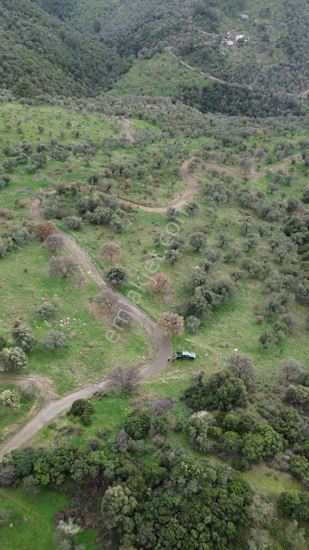 Seferihisar Ulamış Mahallesi – Baraja Yakın, Geniş Yol Cepheli, Vadi Manzaralı Satılık Zeytinlik - Görsel 22