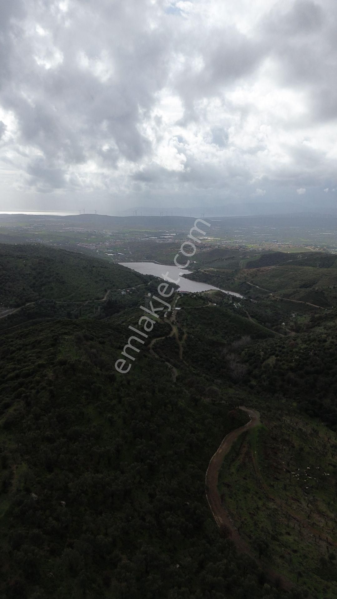 Seferihisar Ulamış Mahallesi – Baraja Yakın, Geniş Yol Cepheli, Vadi Manzaralı Satılık Zeytinlik - Görsel 23