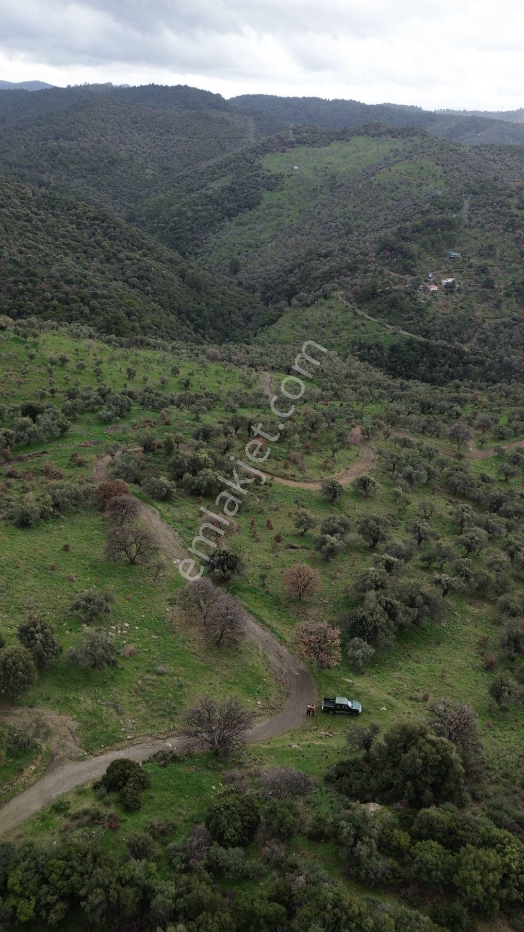 Seferihisar Ulamış Mahallesi – Baraja Yakın, Geniş Yol Cepheli, Vadi Manzaralı Satılık Zeytinlik - Görsel 20