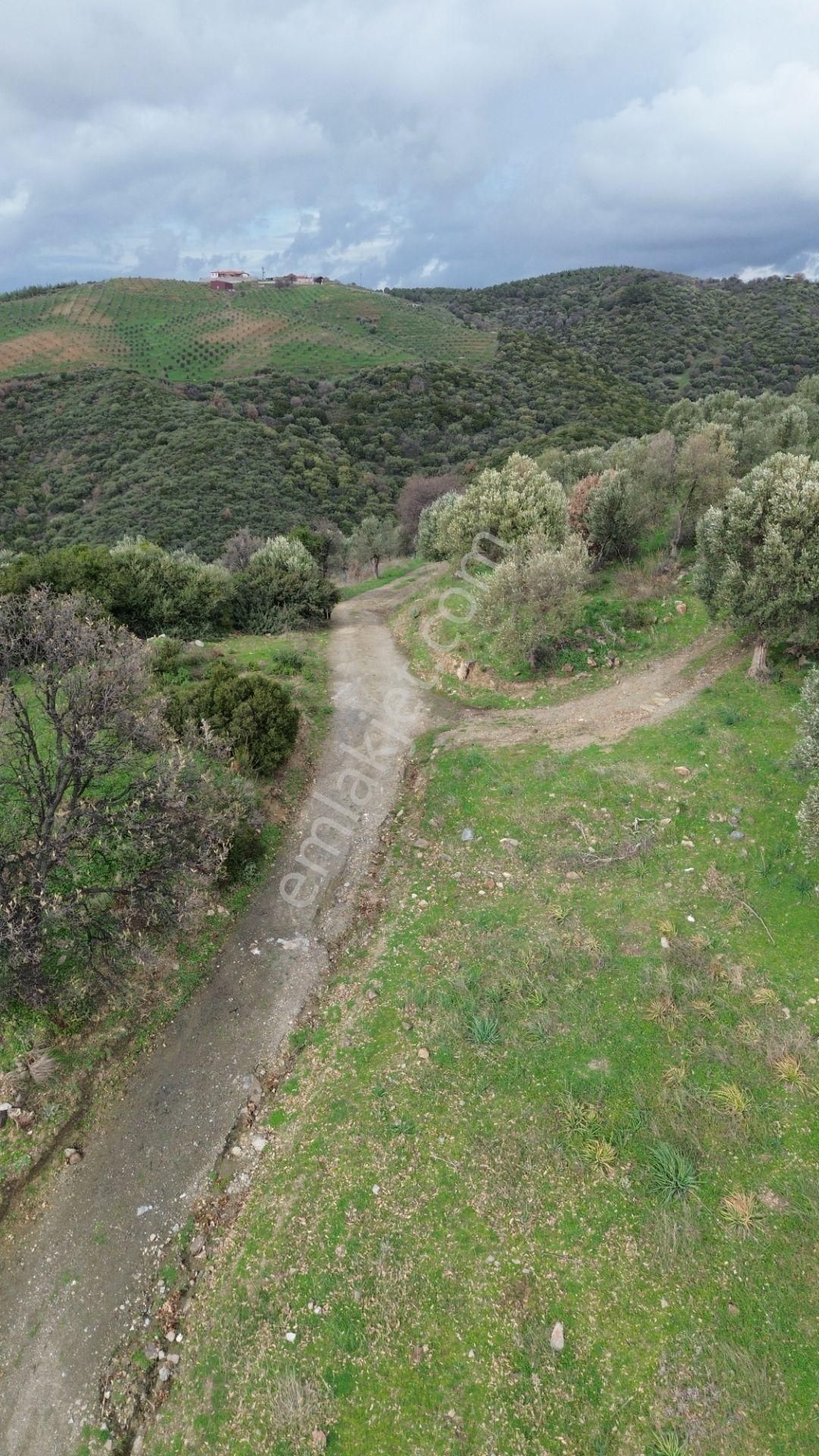 Seferihisar Ulamış Mahallesi – Baraja Yakın, Geniş Yol Cepheli, Vadi Manzaralı Satılık Zeytinlik - Görsel 5