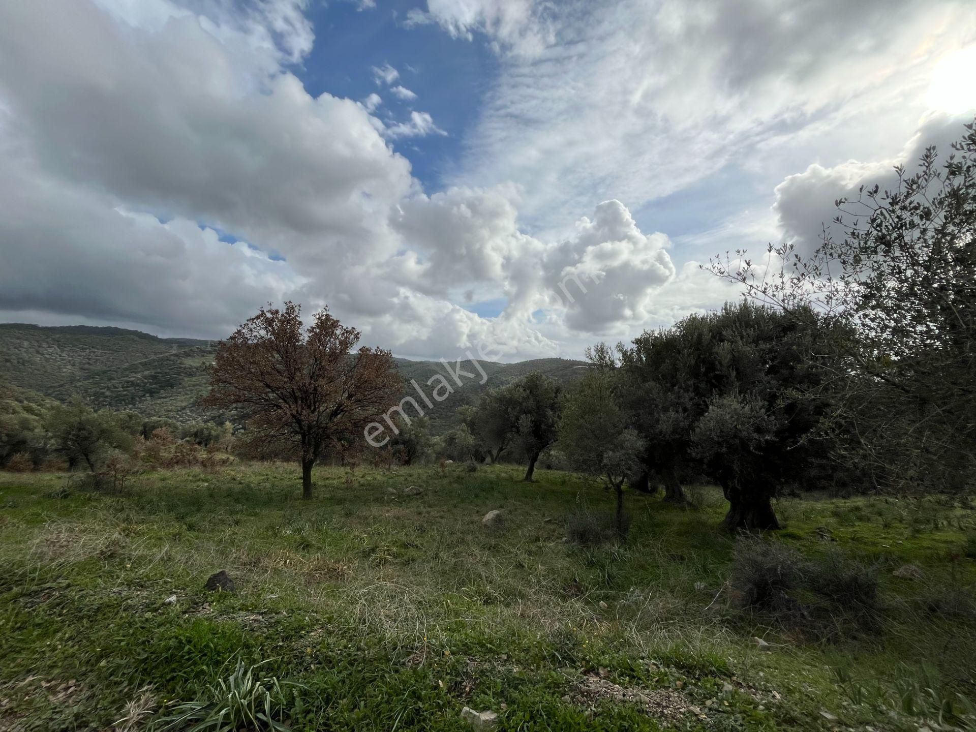 Seferihisar Ulamış Mahallesi – Baraja Yakın, Geniş Yol Cepheli, Vadi Manzaralı Satılık Zeytinlik - Görsel 28