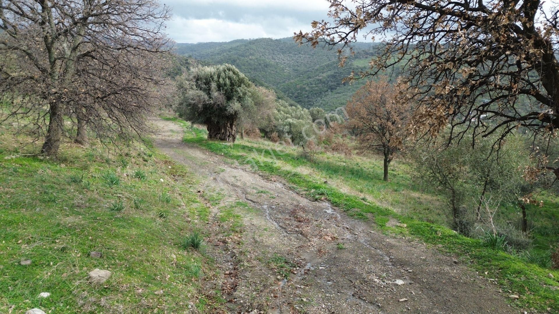 Seferihisar Ulamış Mahallesi – Baraja Yakın, Geniş Yol Cepheli, Vadi Manzaralı Satılık Zeytinlik - Görsel 26