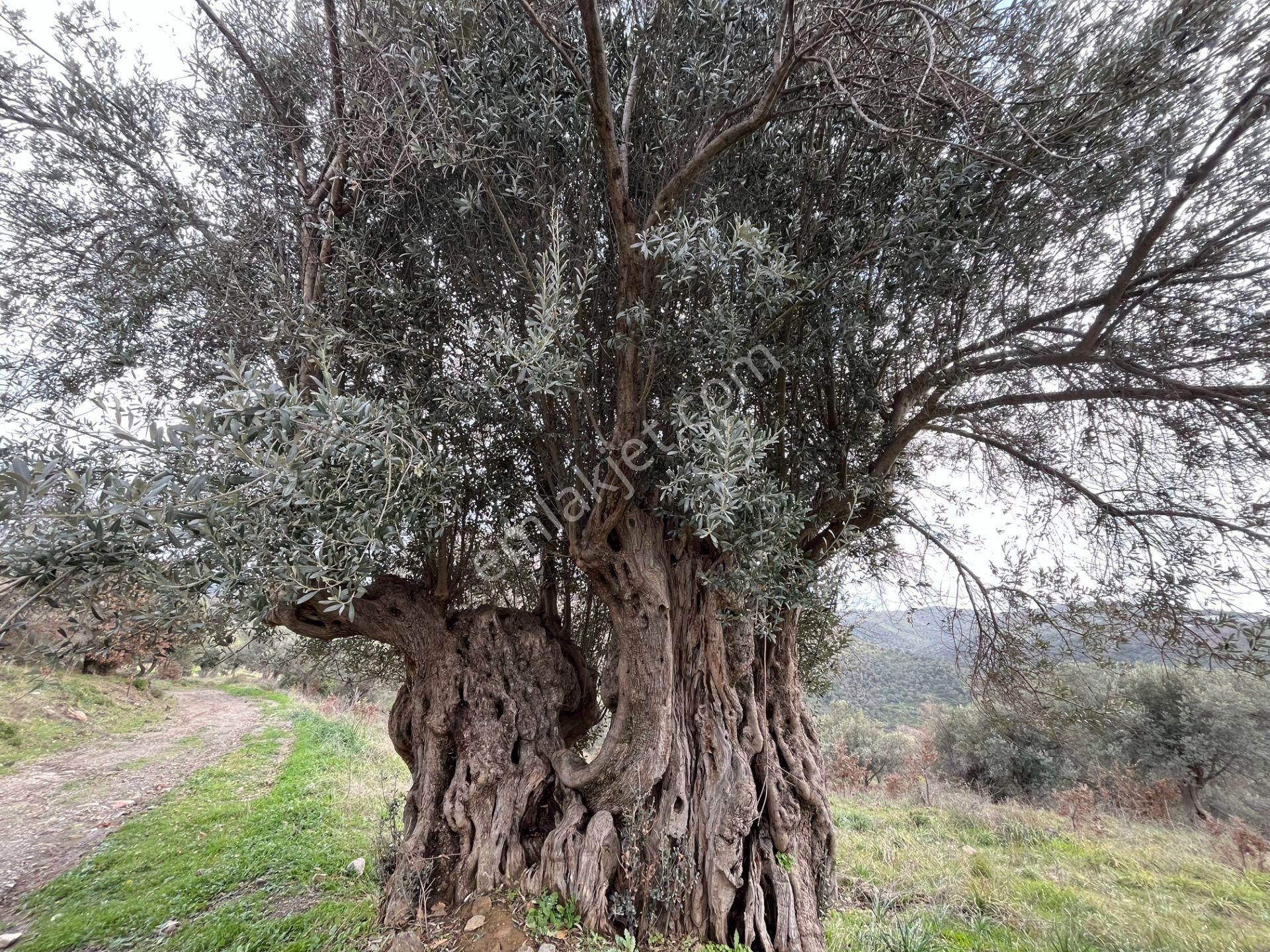 Seferihisar Ulamış Mahallesi – Baraja Yakın, Geniş Yol Cepheli, Vadi Manzaralı Satılık Zeytinlik - Görsel 29